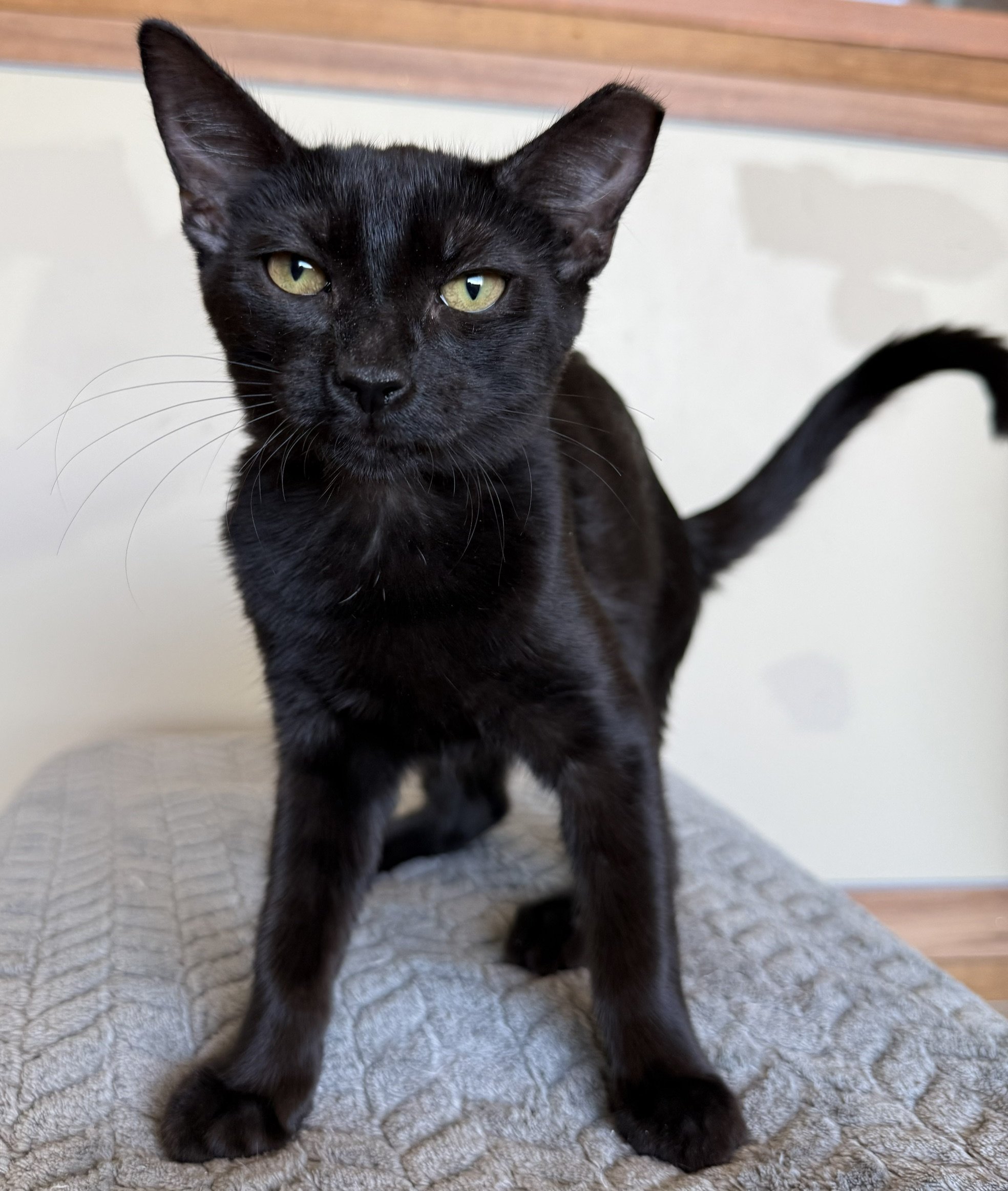 Sarto - Female 5 Mo Black DSH