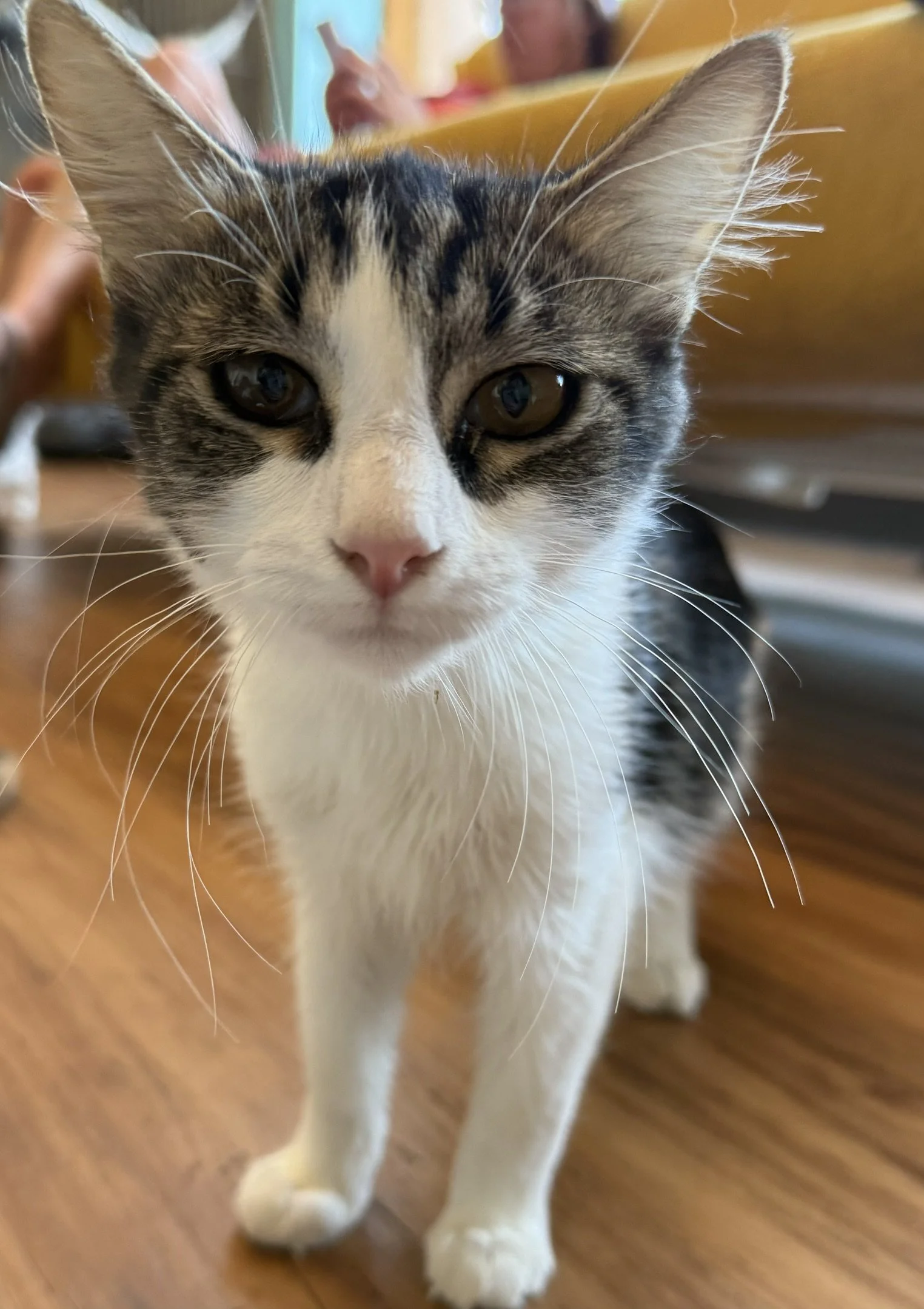 Terry - Male 4 Mo Brown Tabby &amp; White DMH