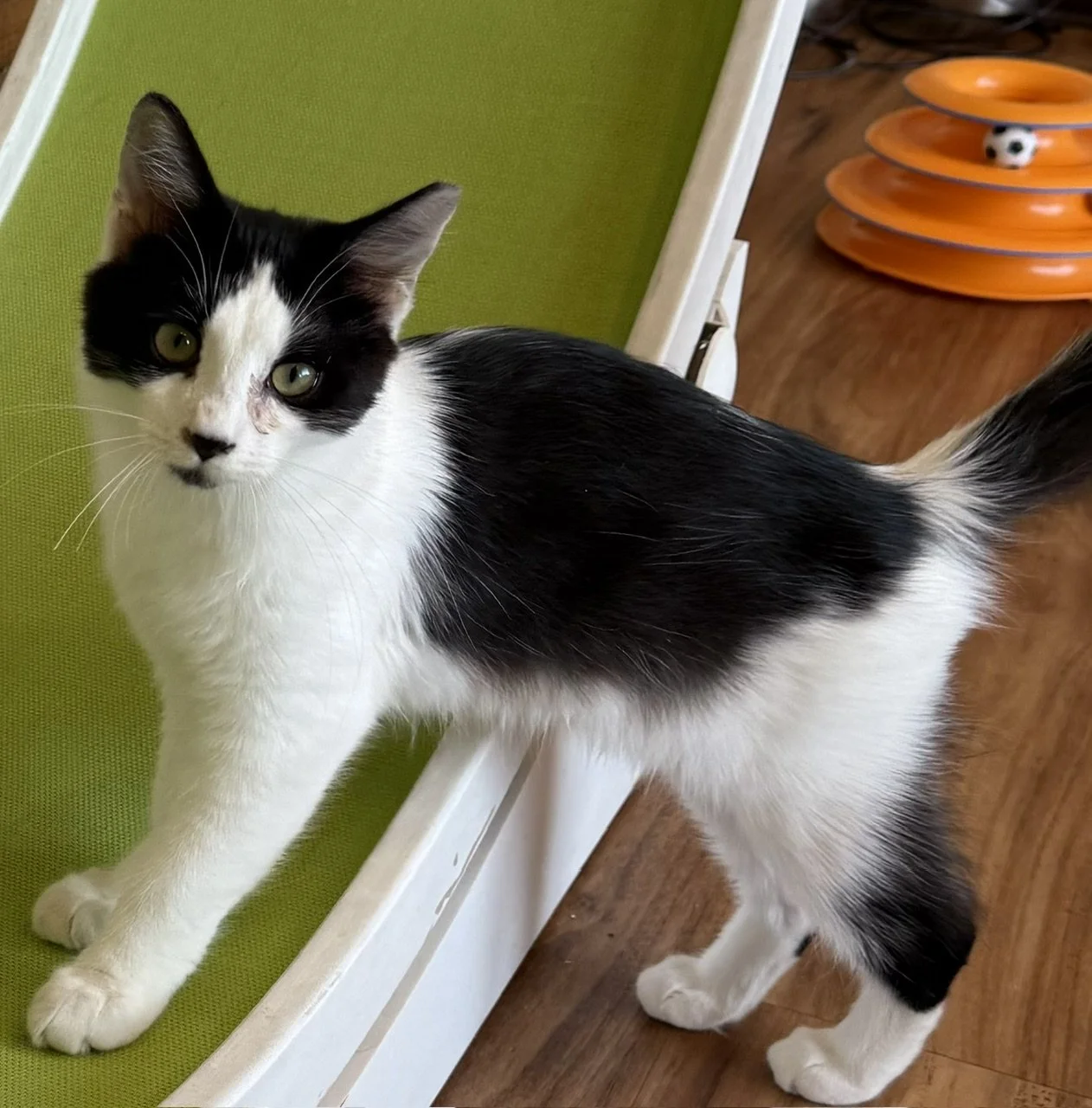 Markle - Male 5 Mo Black &amp; White DMH