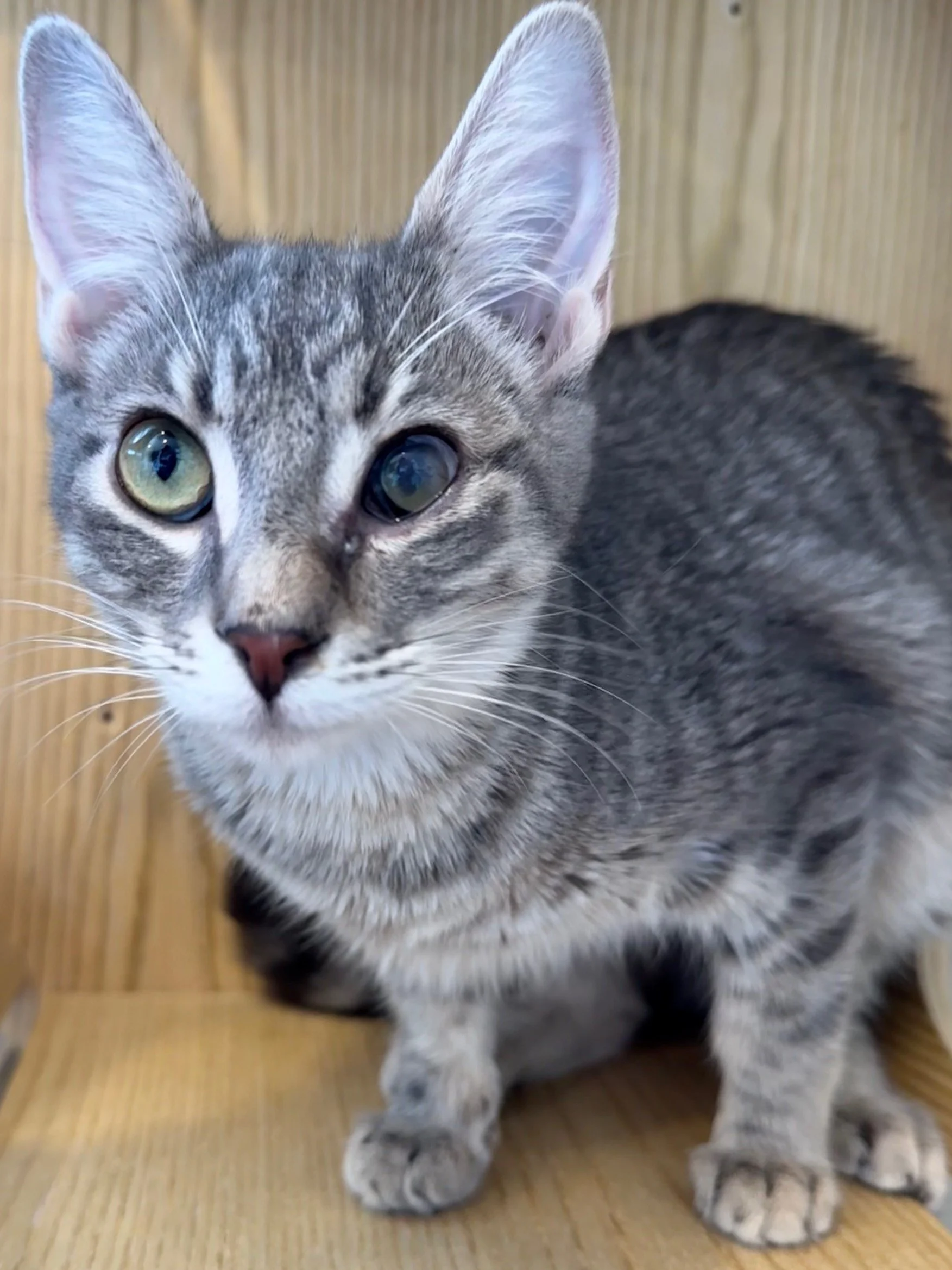 Maisy - Female 5 Mo grey tabby dsh