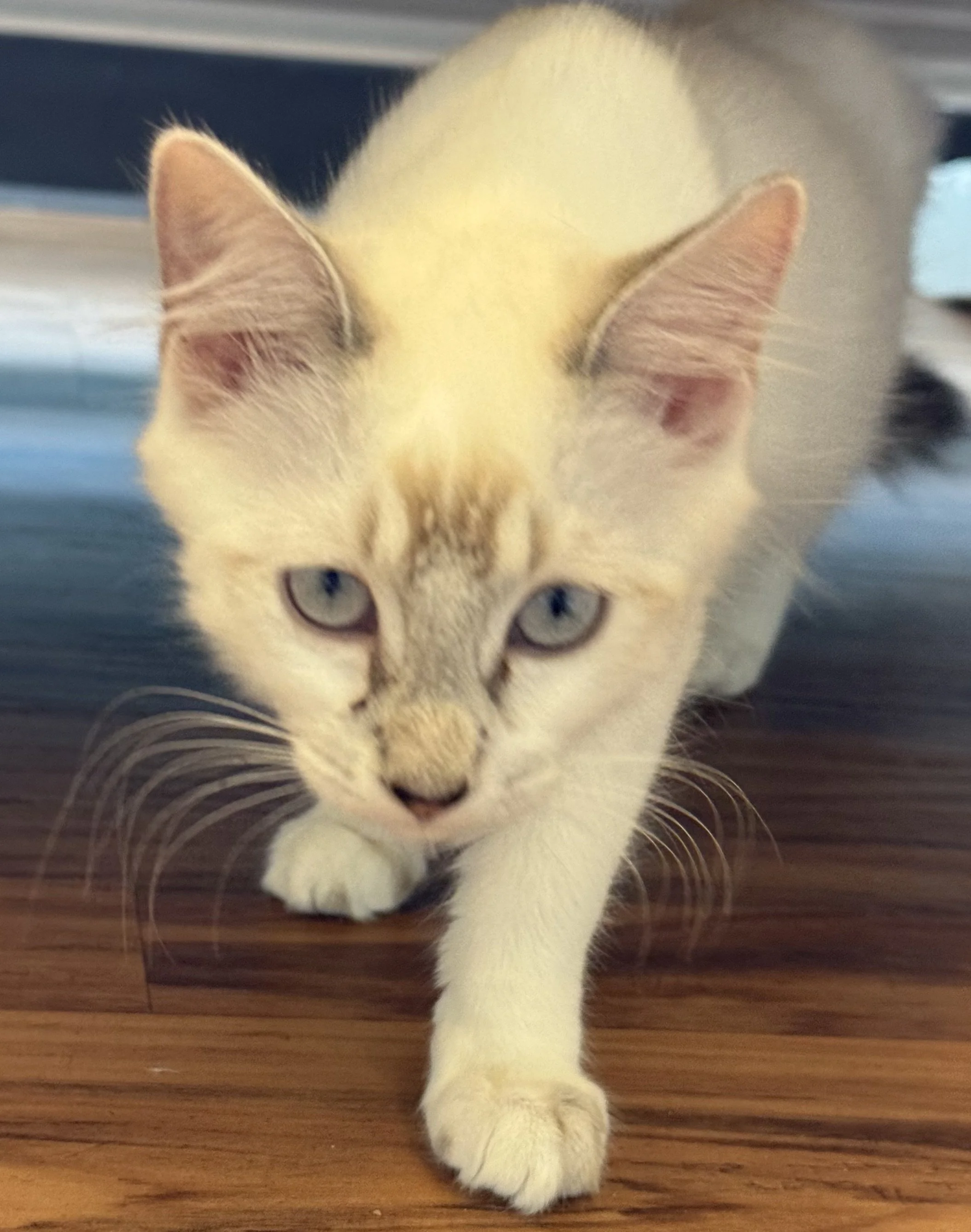 Ulysses - Female 4 Mo Siamese Mix DMH