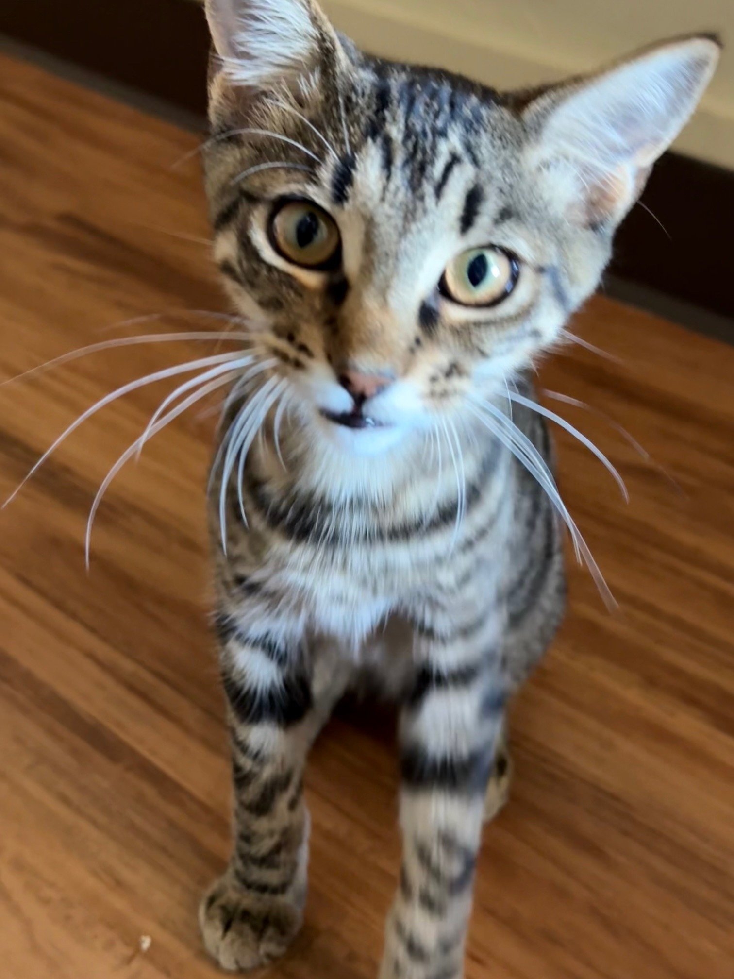 Sarah - Female 8 Mo Brown Tabby DSH