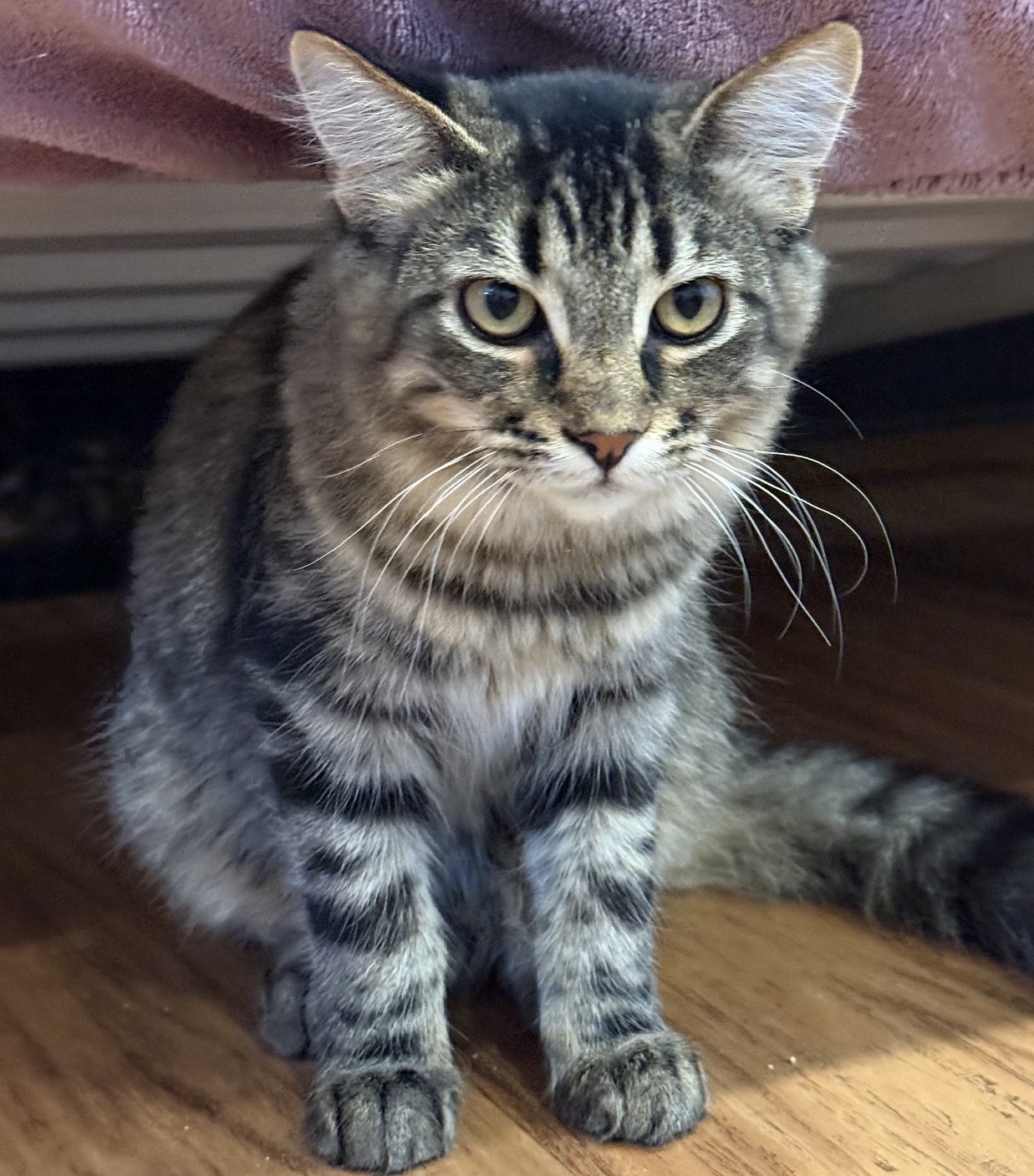 Trolley - Male 8 Mo brown tabby DLH