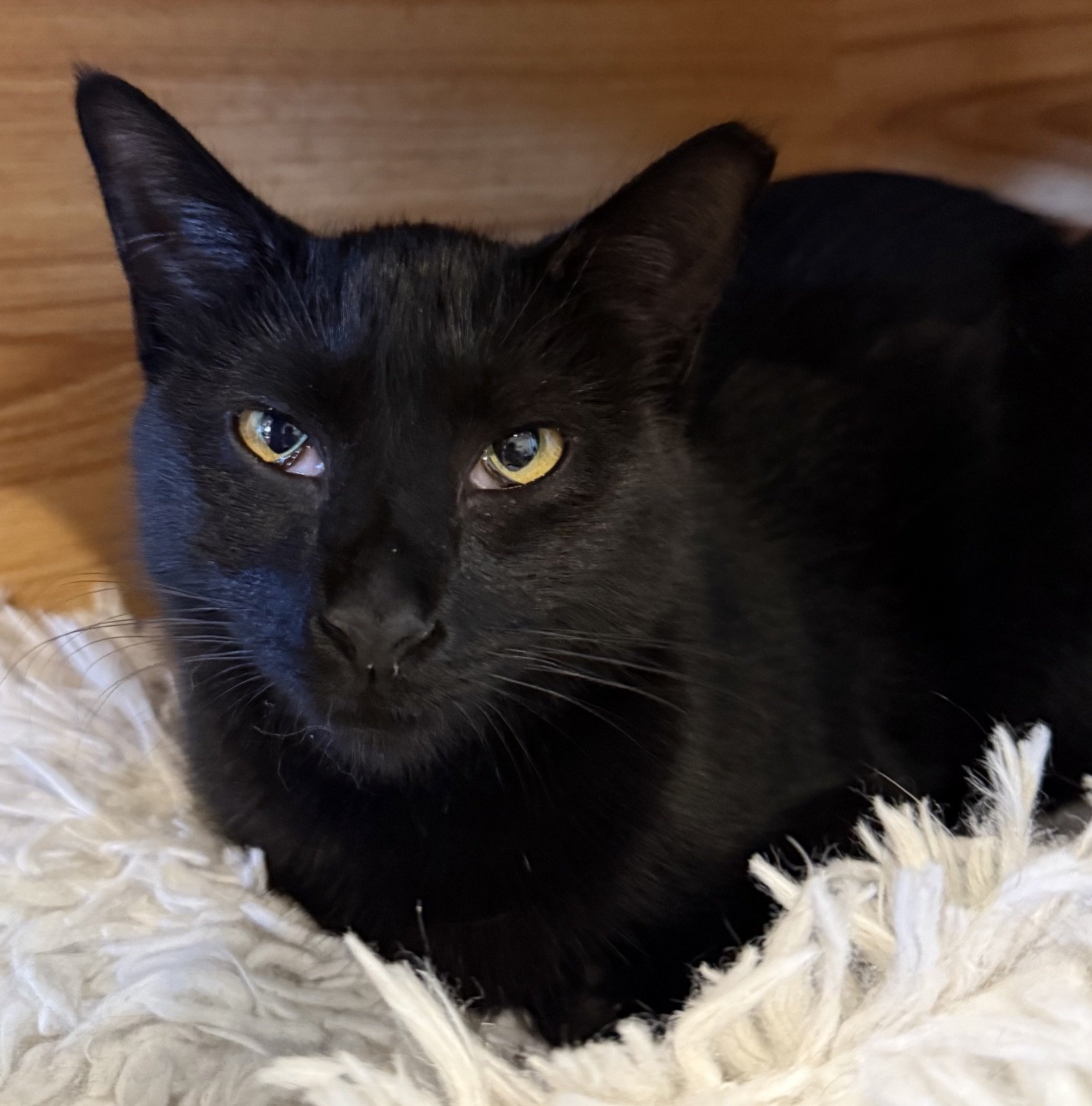 Moby - Female 1 Yr Black DSH