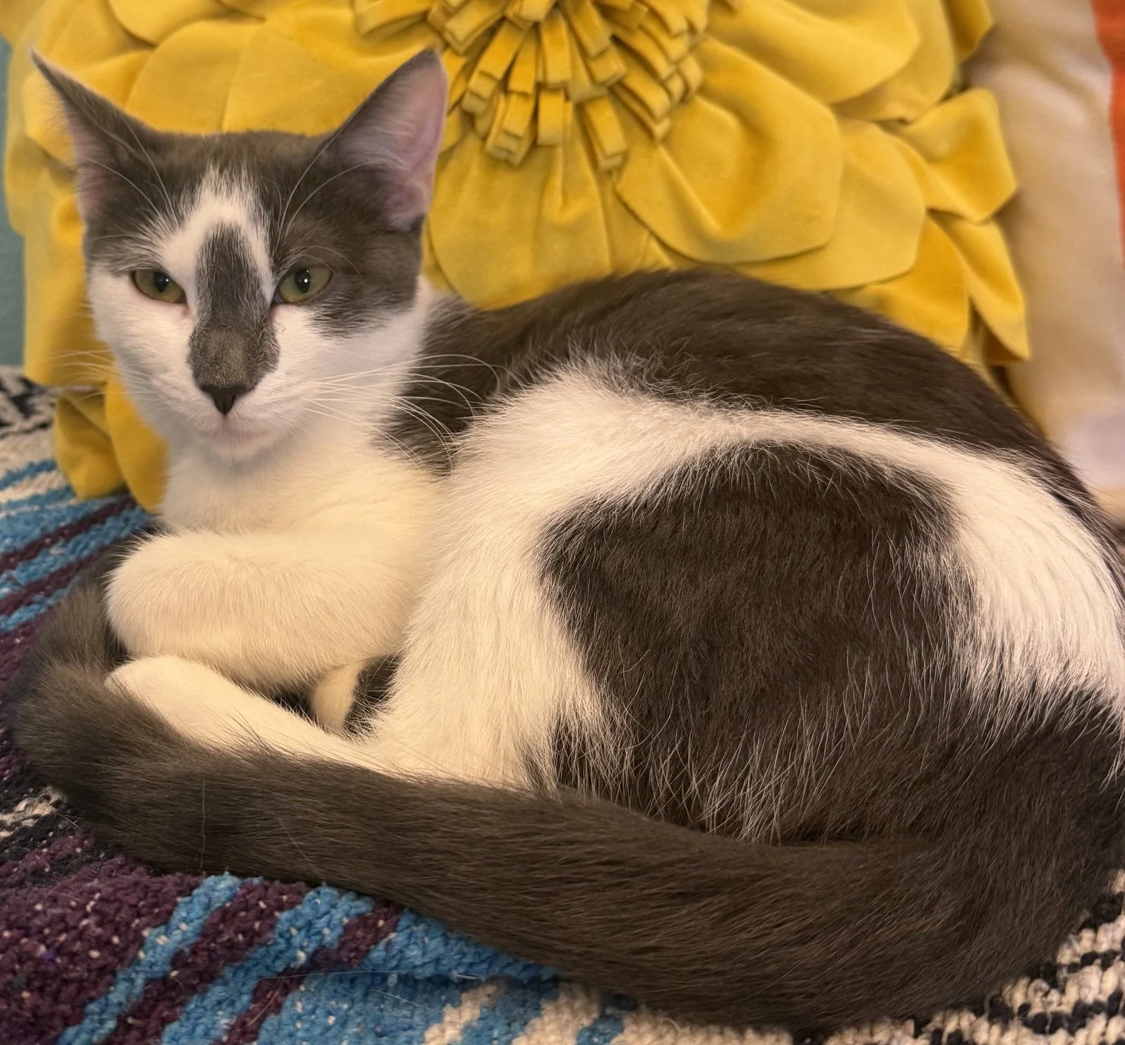 Dutchess - Female 7 Mo Gray &amp; White DSH