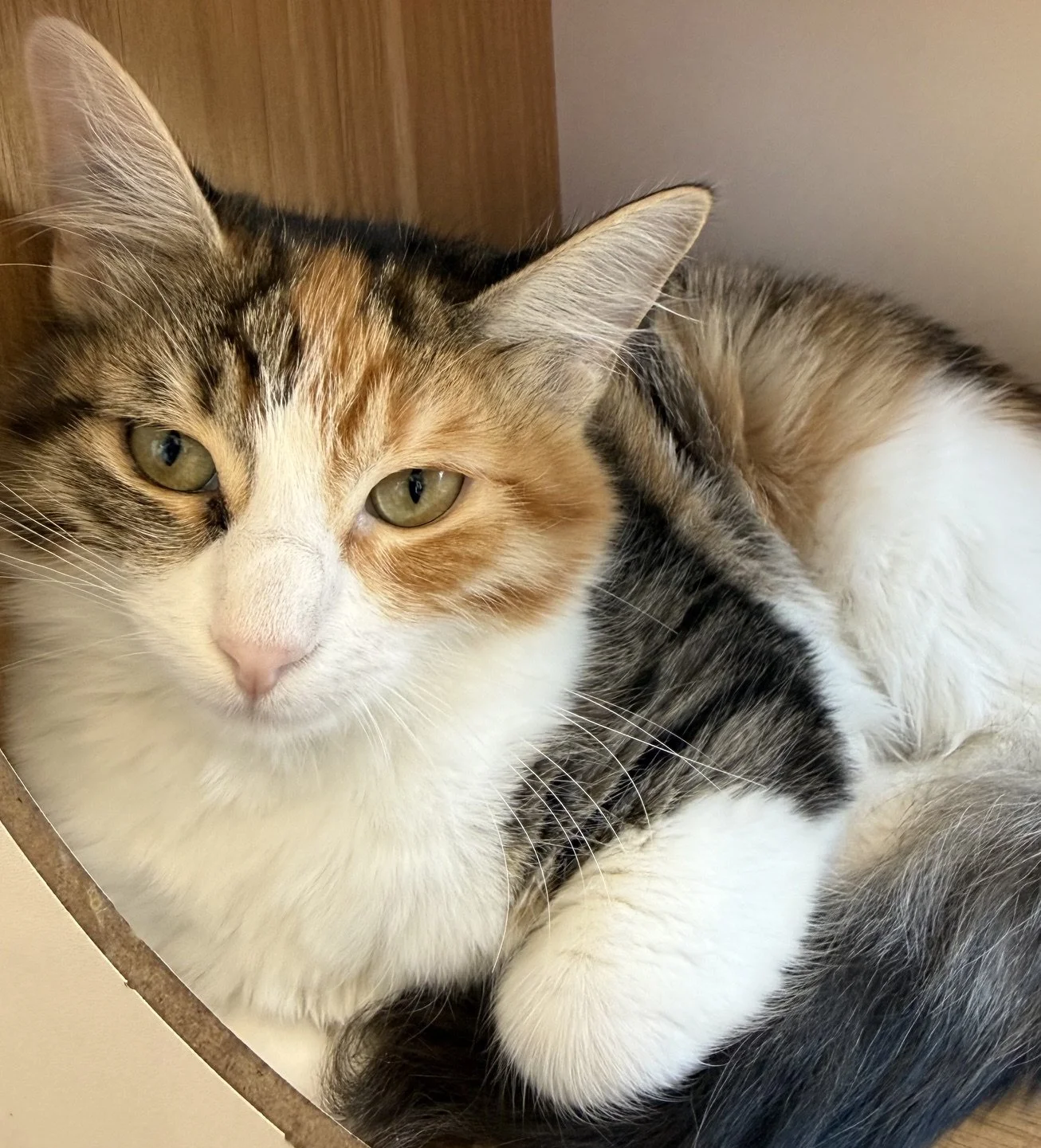 Roxy - Female 4 Mo Tabico DMH