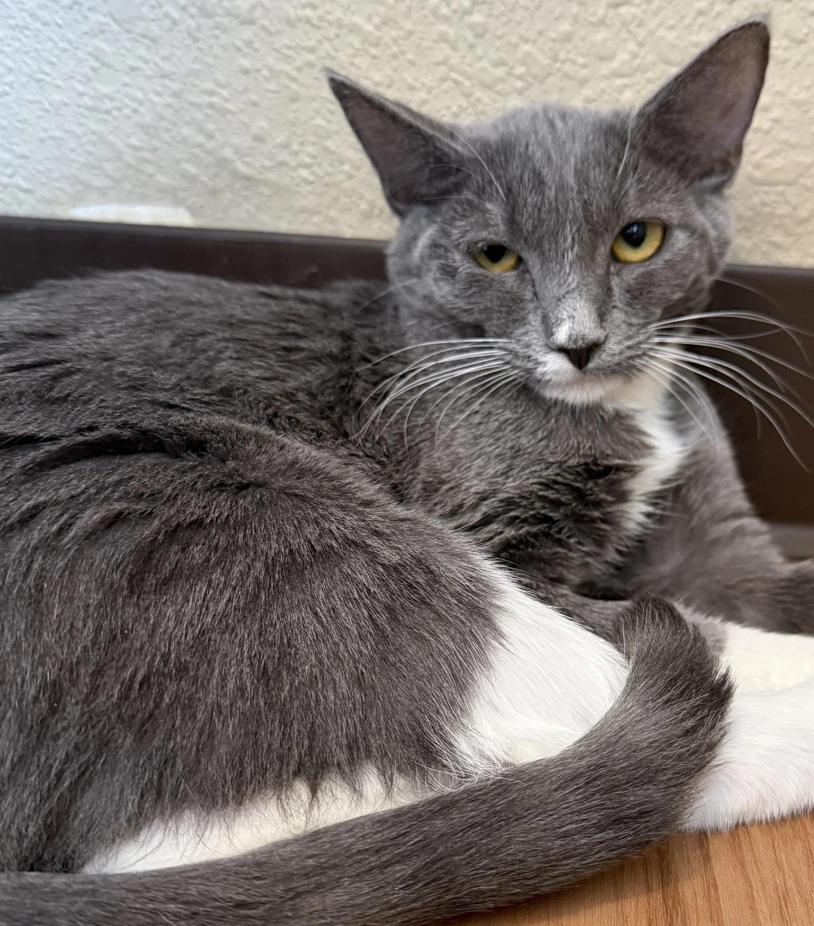 Cha Cha - Female 4 Mo Blue &amp; White DSH
