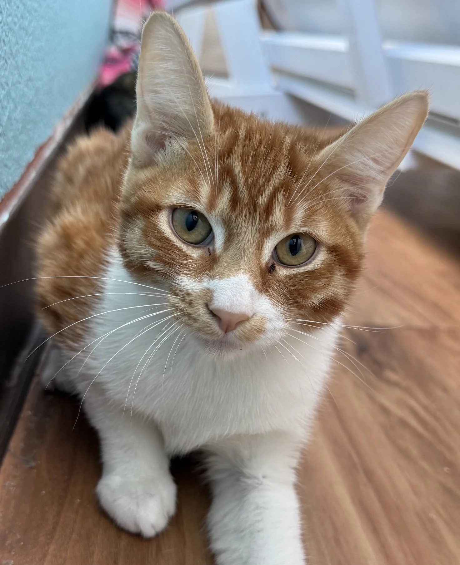 Jasper - Male 4 Mo Orange Tabby &amp; White DSH