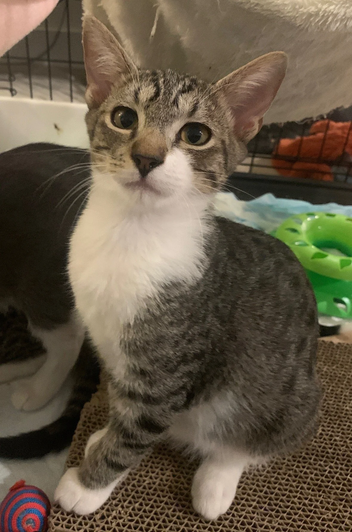 Twister - Male 5 mo brown tabby &amp; white DSH