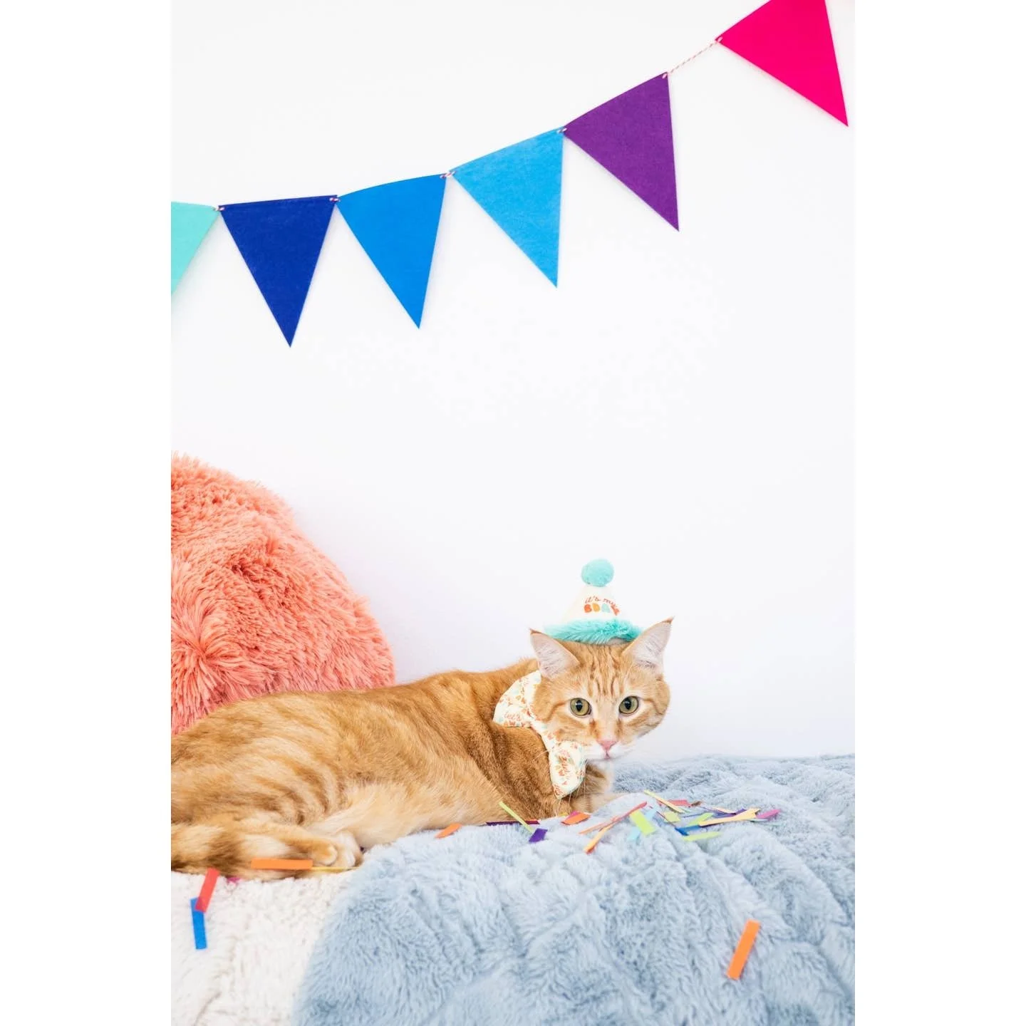 cat birthday.jpg