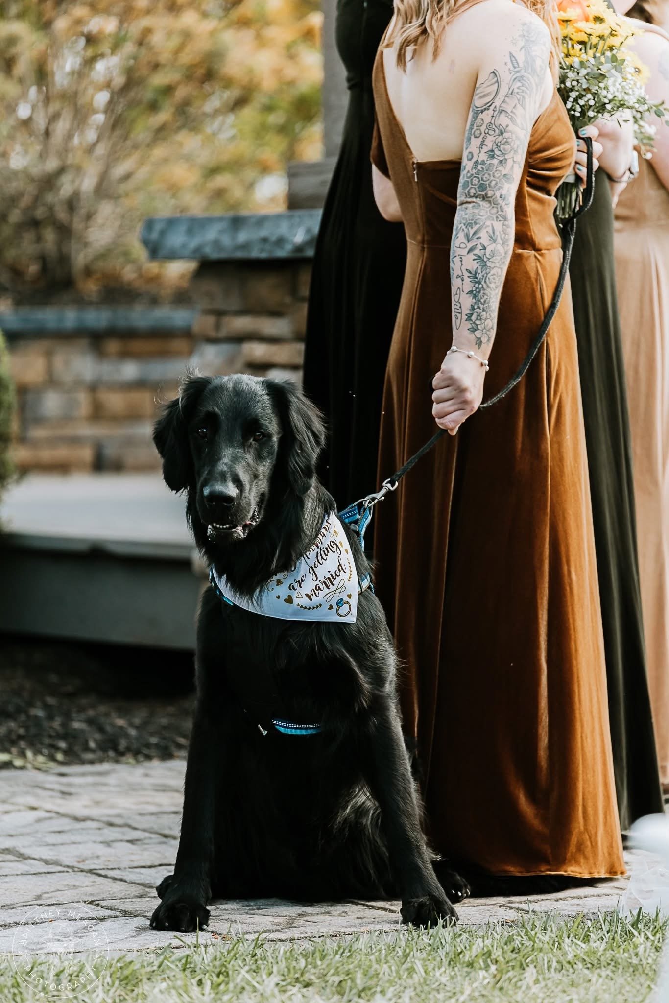 Dog at a wedding ceremony at Pennsylvania Wedding Venue