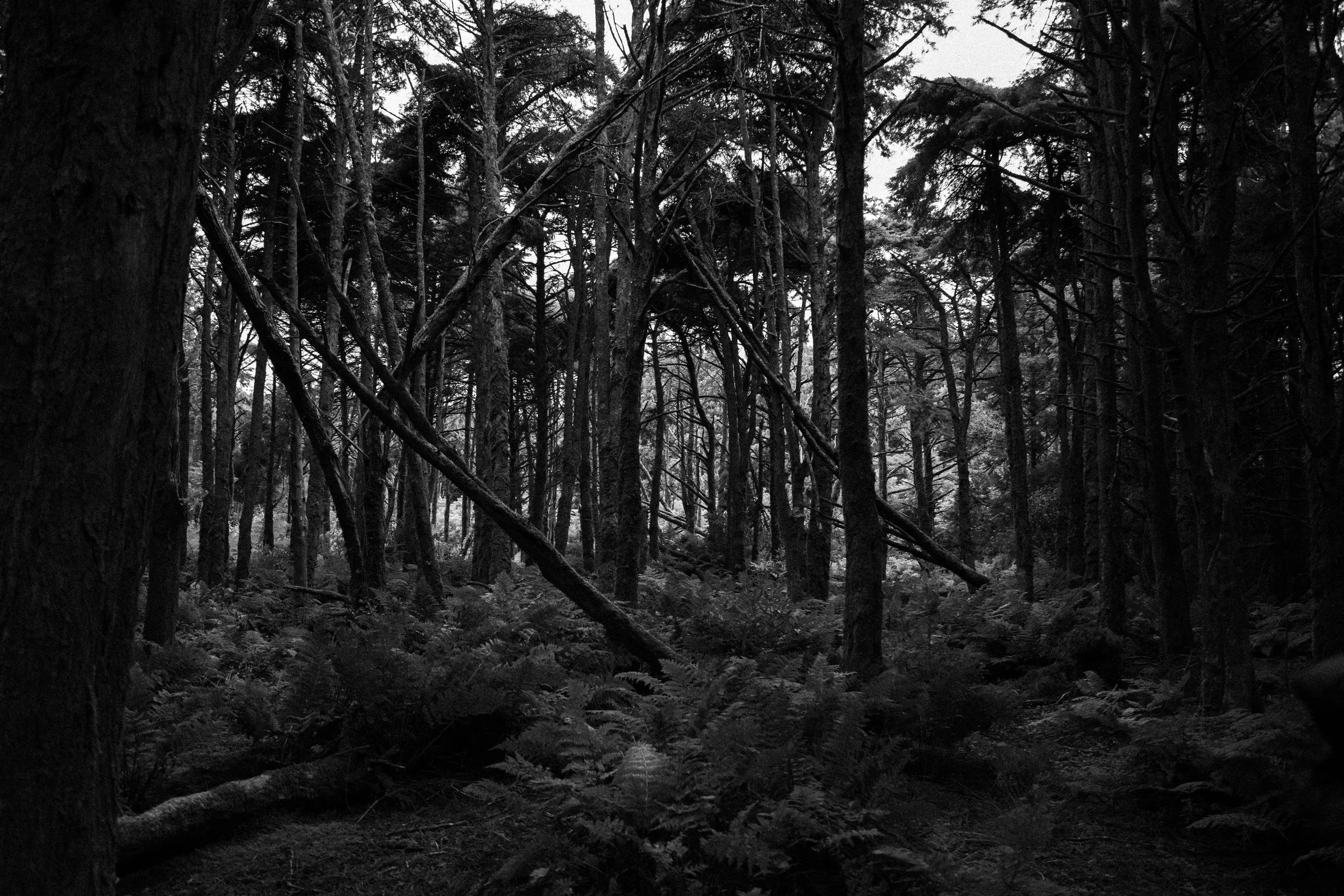 Dark, dense forest with tall trees, branches, and foliage, creating a mysterious and shadowy atmosphere.