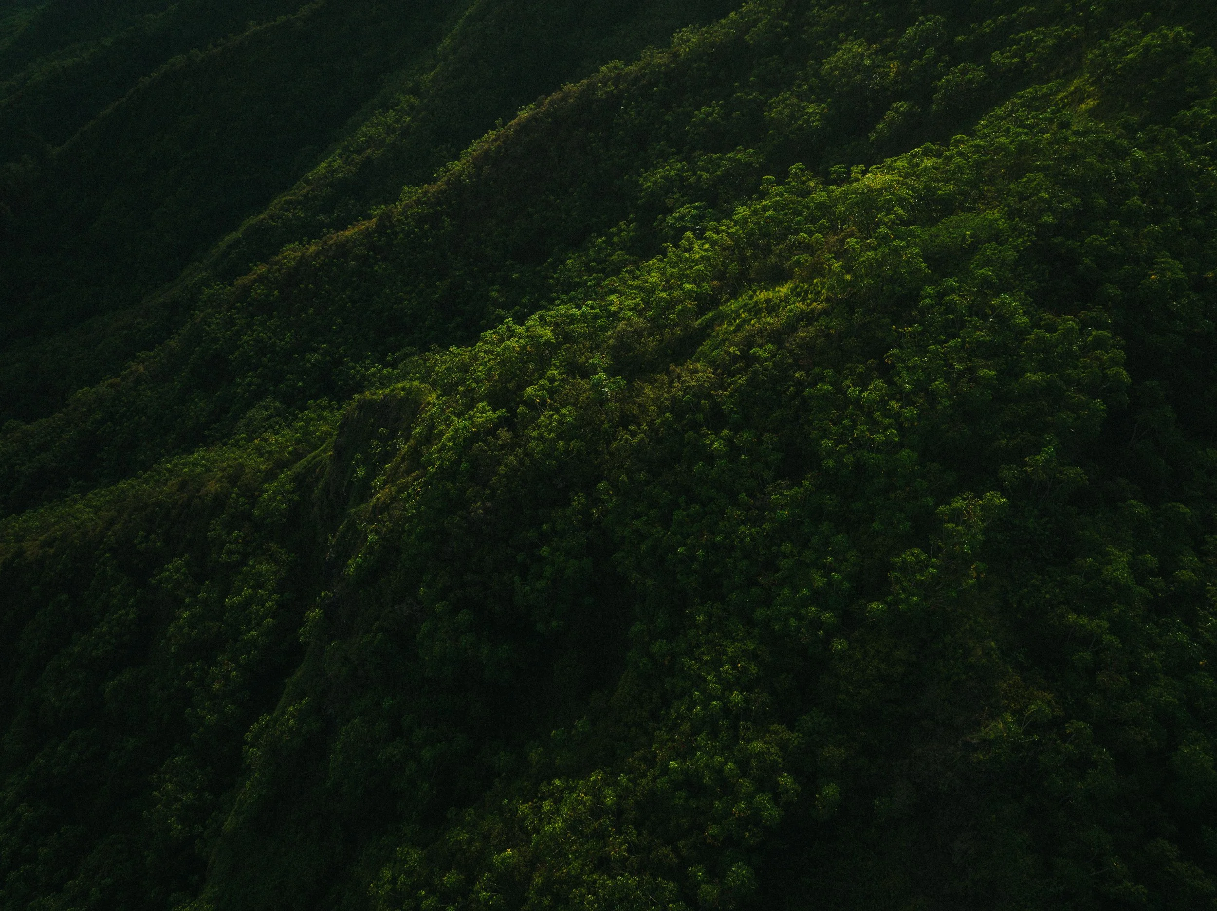 Aerial view of a lush green, mountainous forest with dense trees covering ridges and valleys.