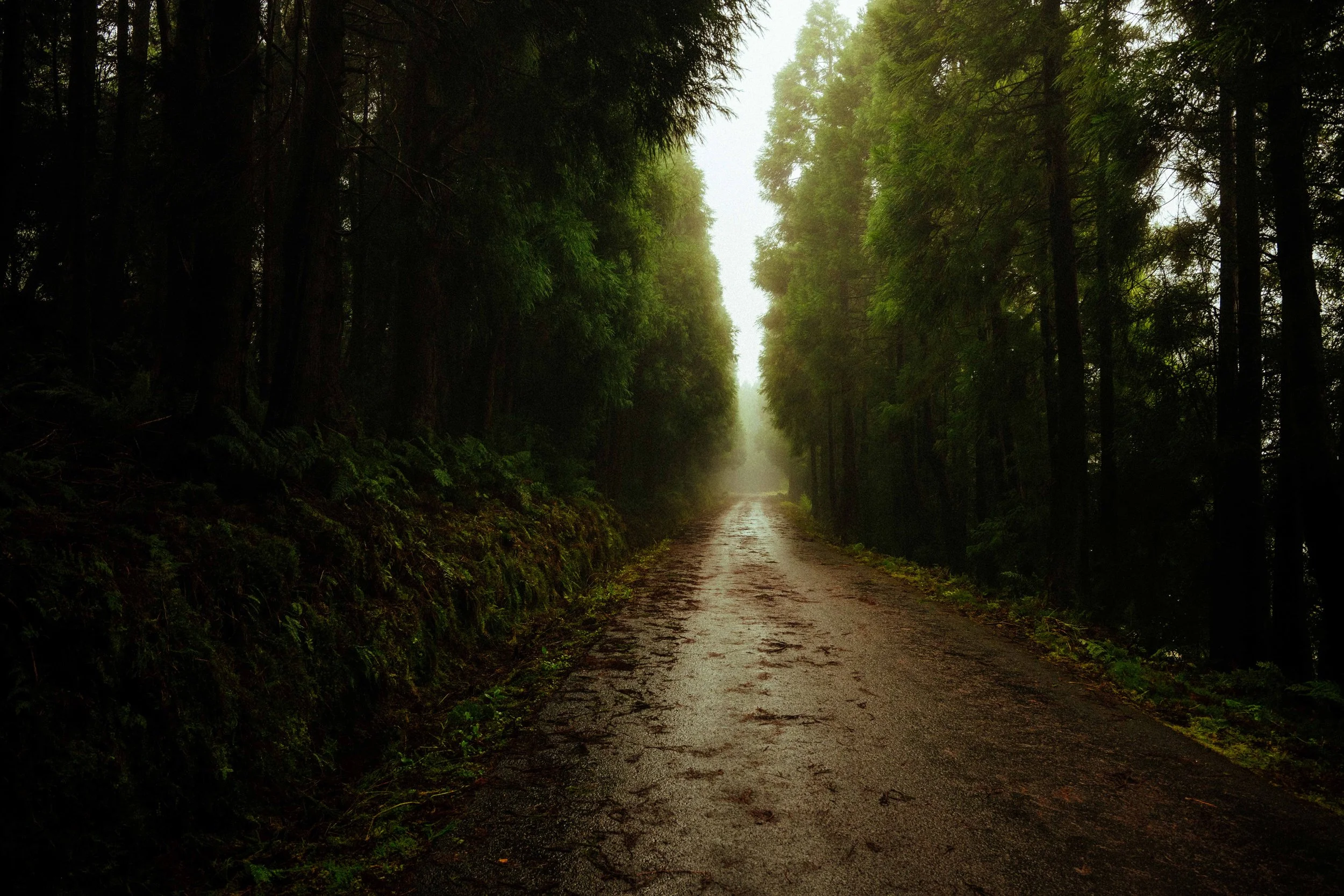 A dirt road in a dense forest with tall green trees on either side. Mist or fog adds an atmospheric effect, and the scene appears to be during dawn or late evening.