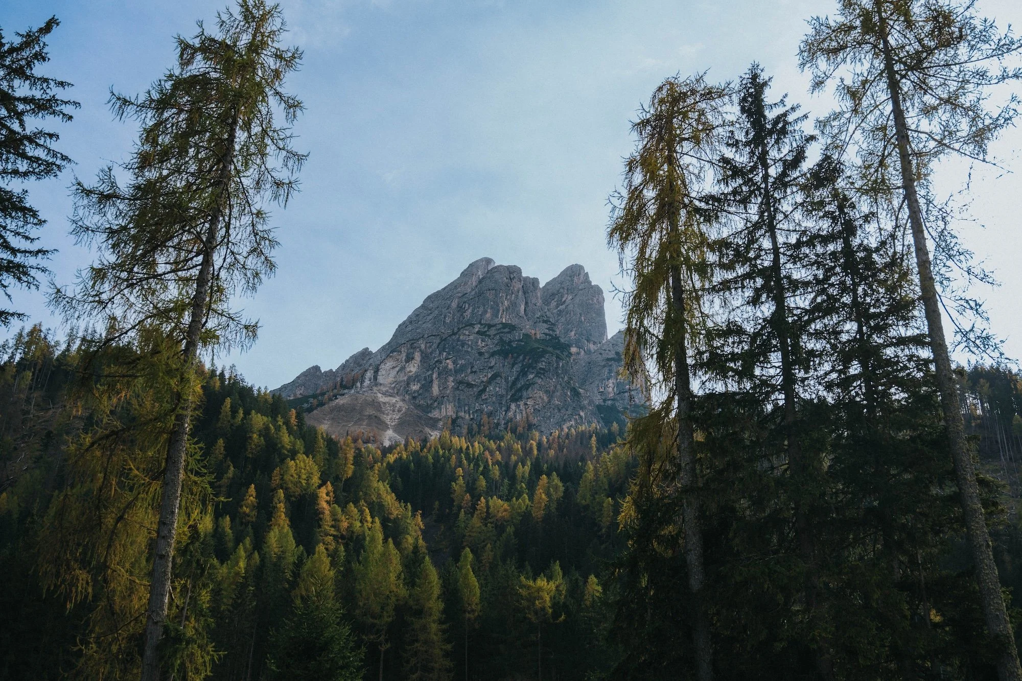 Tall pine trees with a mountainous landscape in the background and a partially cloudy sky.