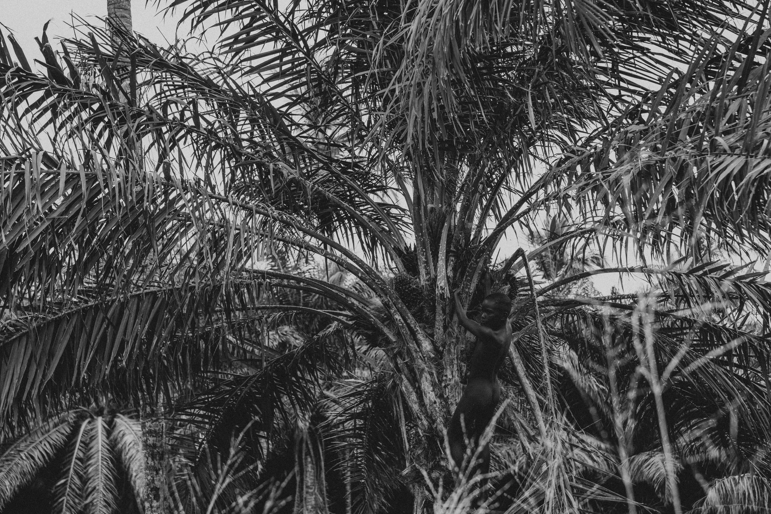 Black and white photo of a person climbing a tall palm tree, surrounded by dense palm fronds.
