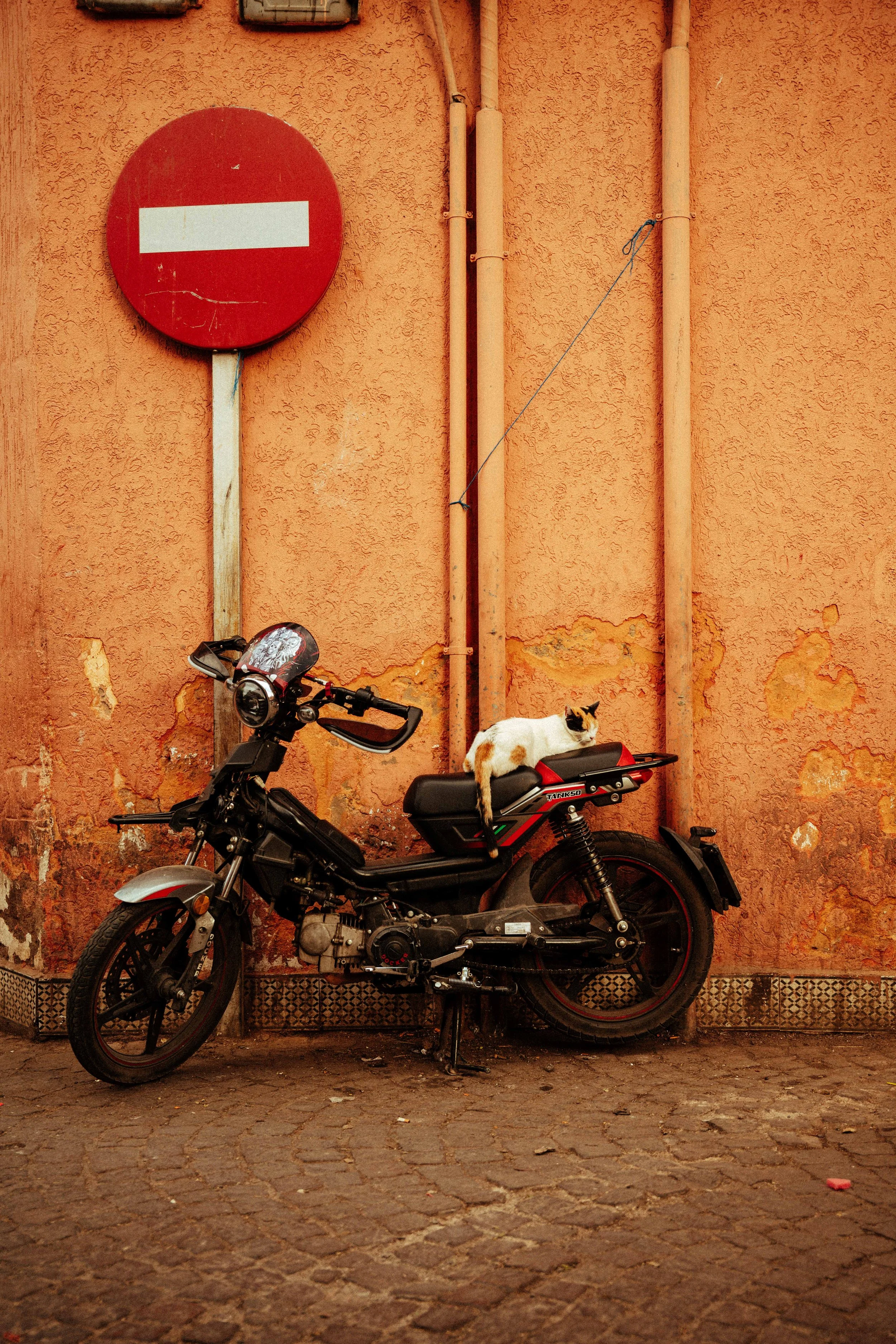 A black motorcycle parked against a textured orange wall with a white and orange cat sitting on the seat. A red no-entry traffic sign is mounted on the wall above the motorcycle, and there are visible orange pipes running vertically along the wall.