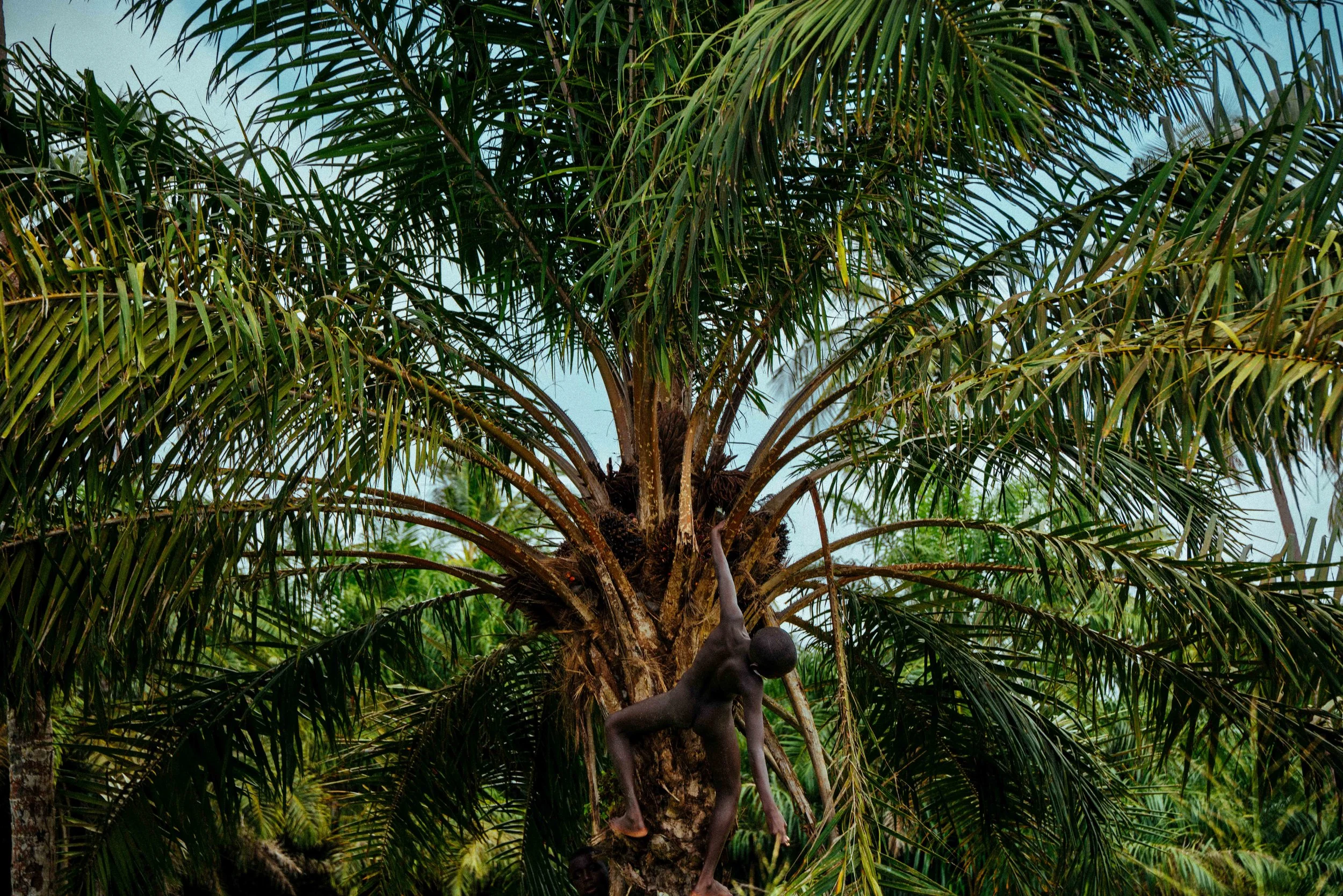 A person in a black swimsuit climbing a tall palm tree in a lush green environment.
