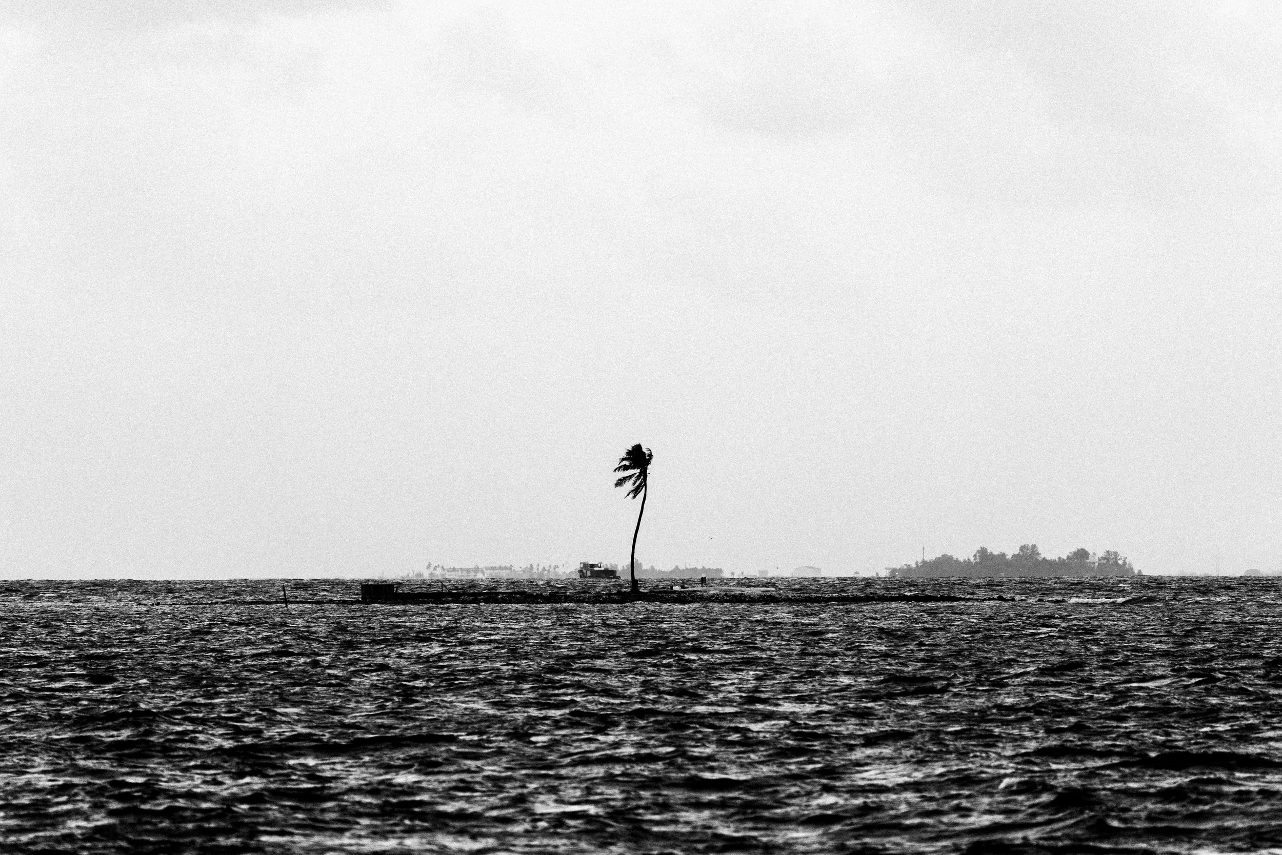 Black and white image of a single tall palm tree near the shoreline, with the ocean in the foreground and a distant landmass or island in the background.