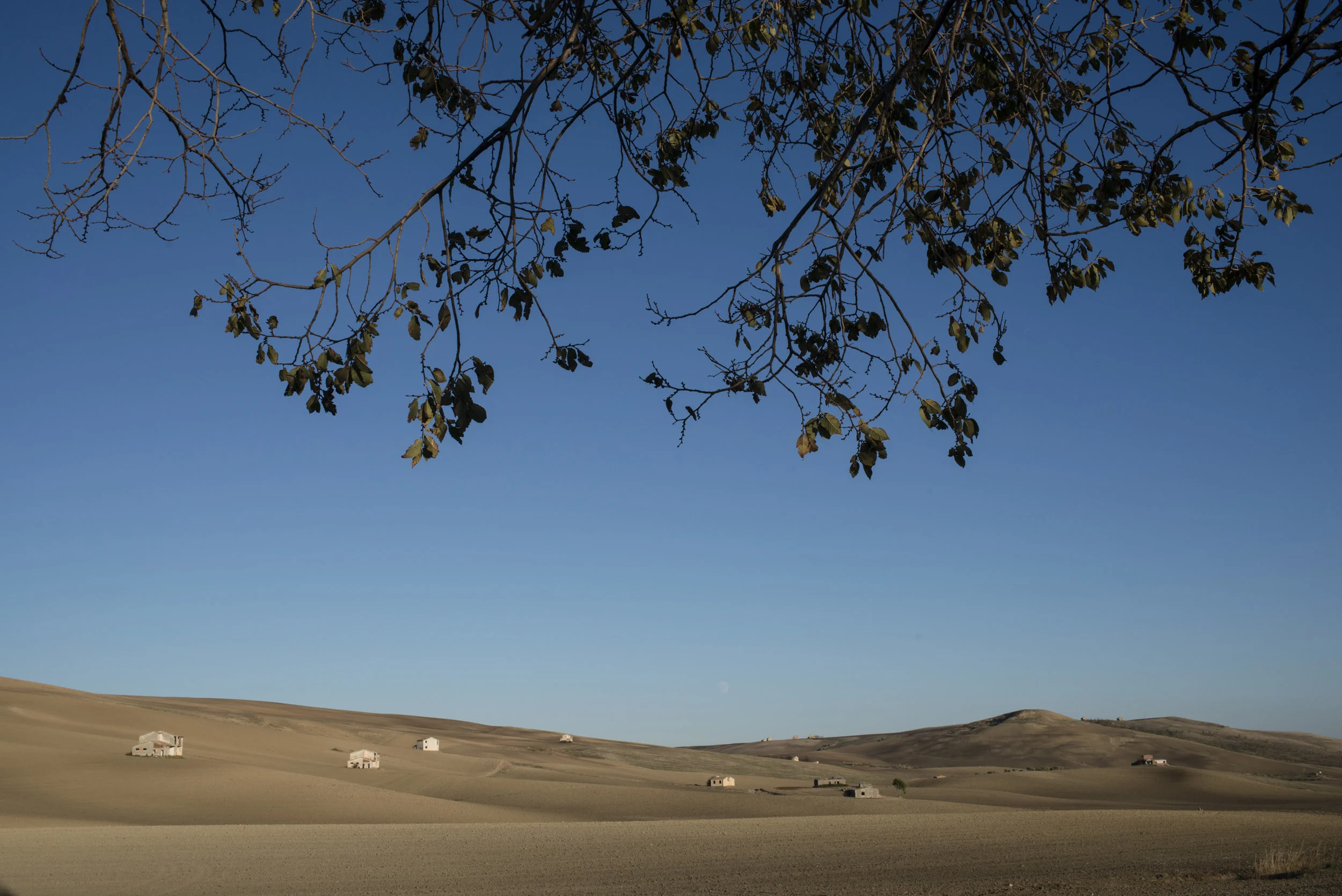 _D805455.jpg