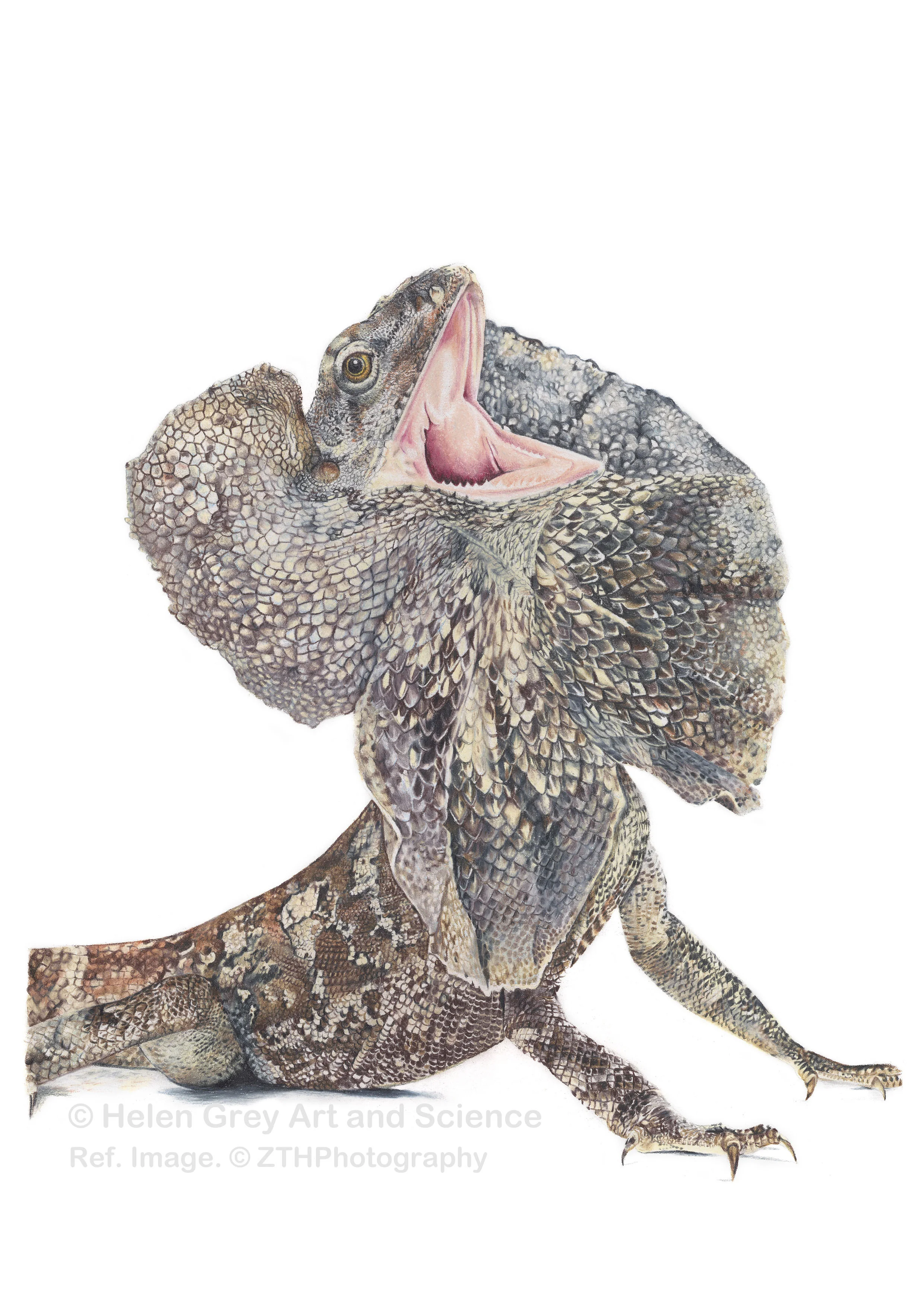 Frilled Neck Lizard_Copyright.jpg