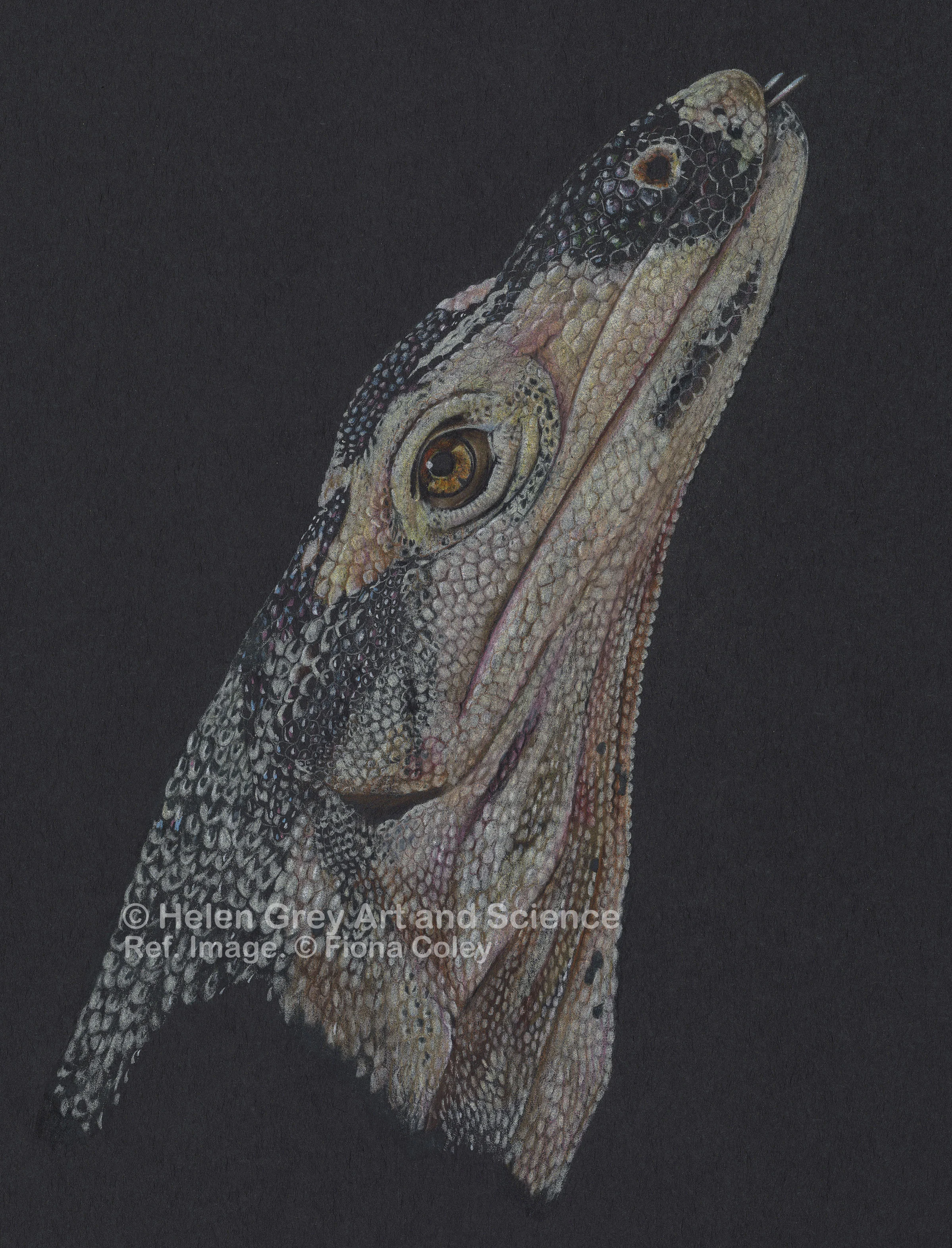 Motley the Monitor_copyright.jpg