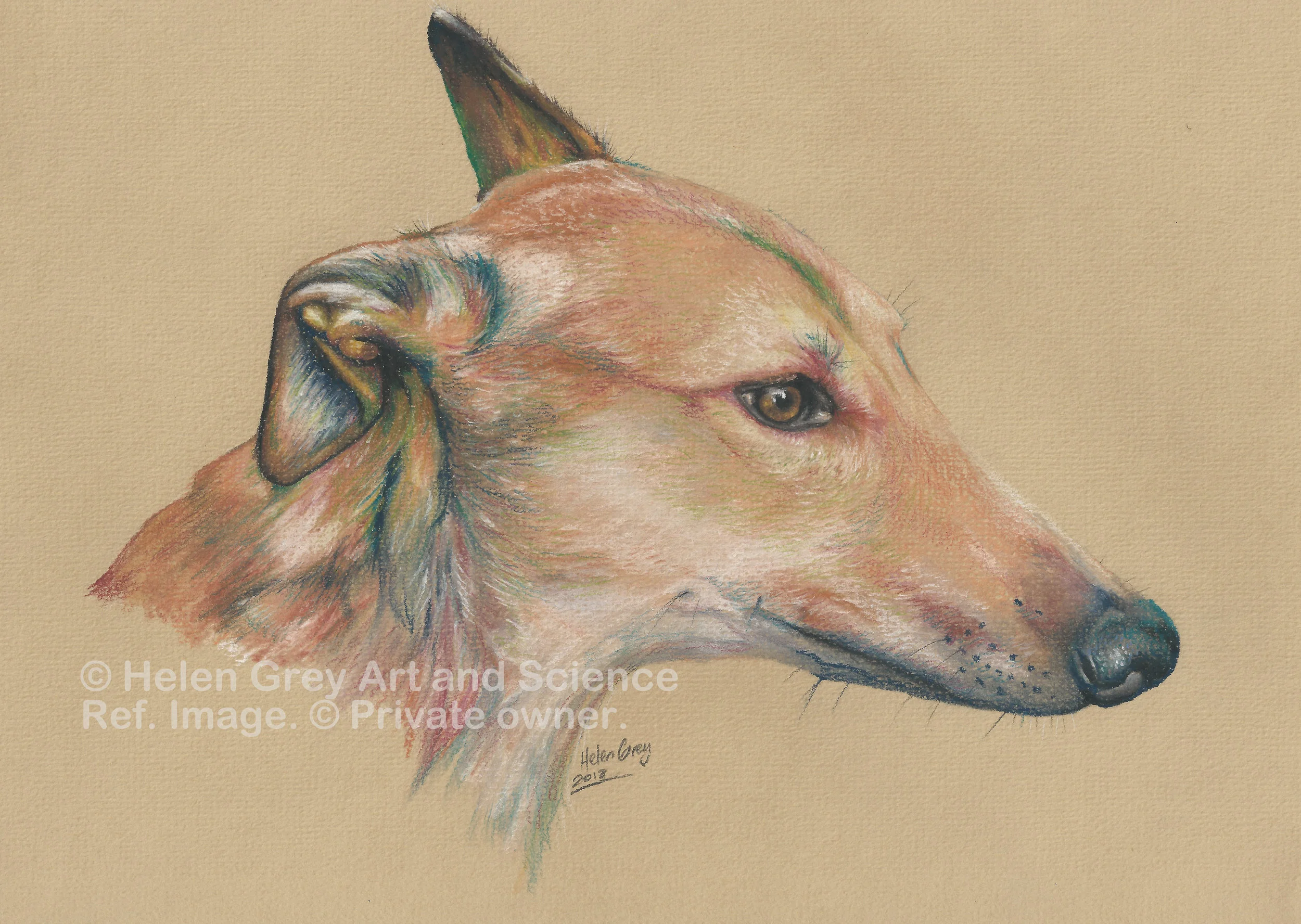 Cindy the greyhound_copyright.jpg