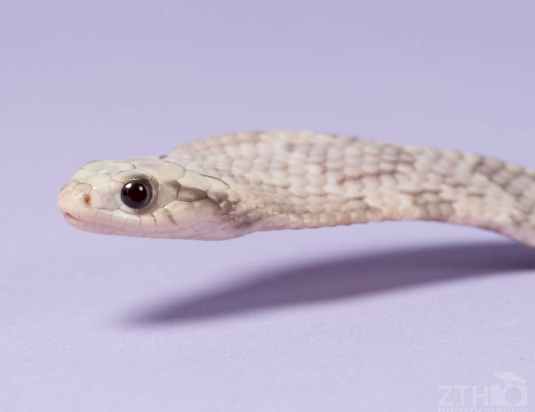 Zac Herr_ZTHPhotography_iammakingart6.png