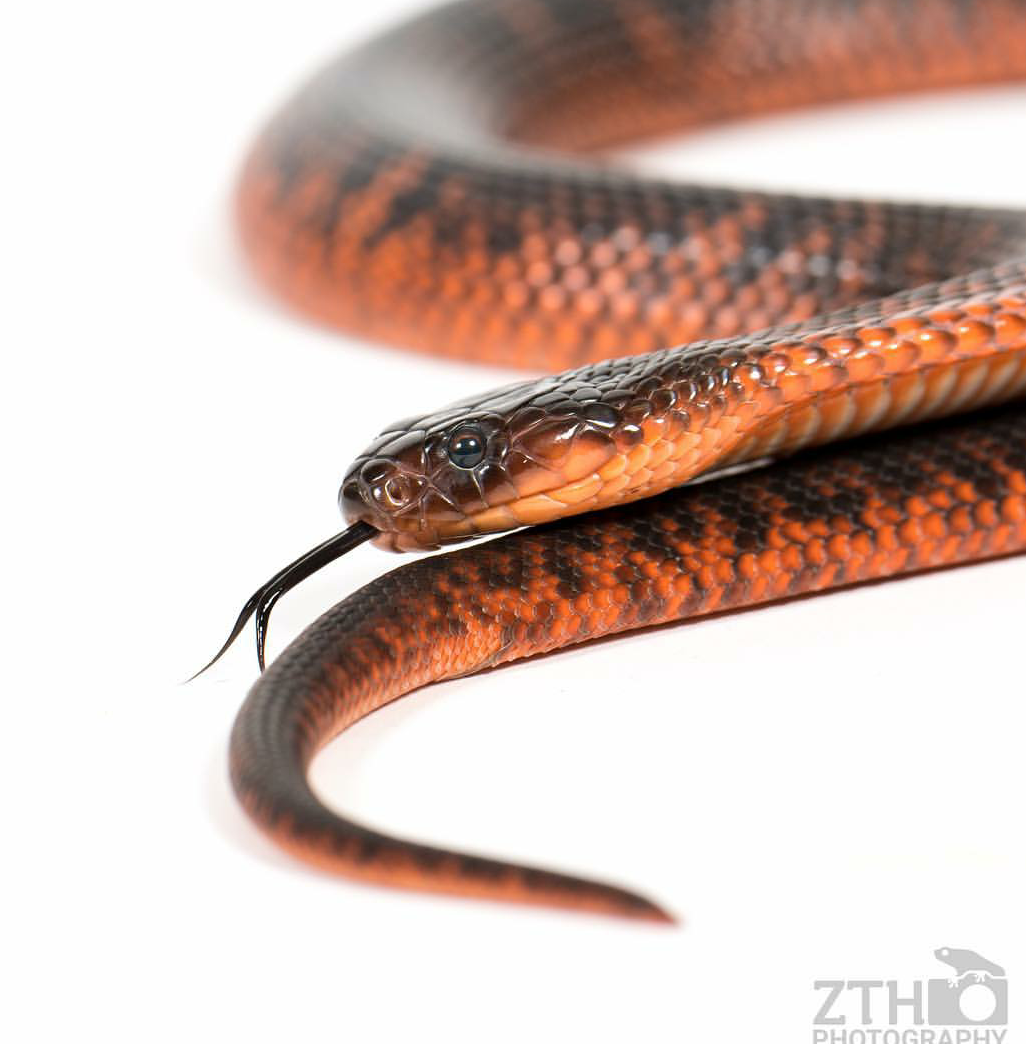 Zac Herr_ZTHPhotography_iammakingart14.png