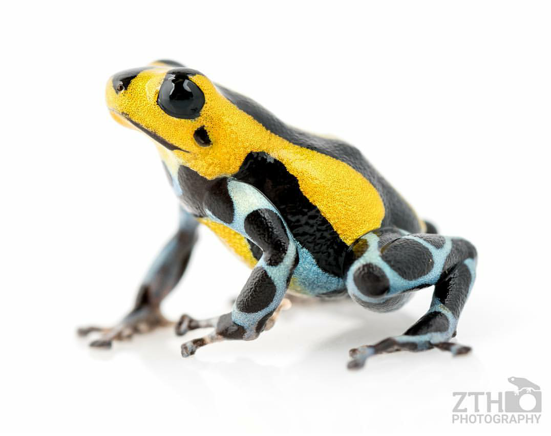 Zac Herr_ZTHPhotography_iammakingart18.png