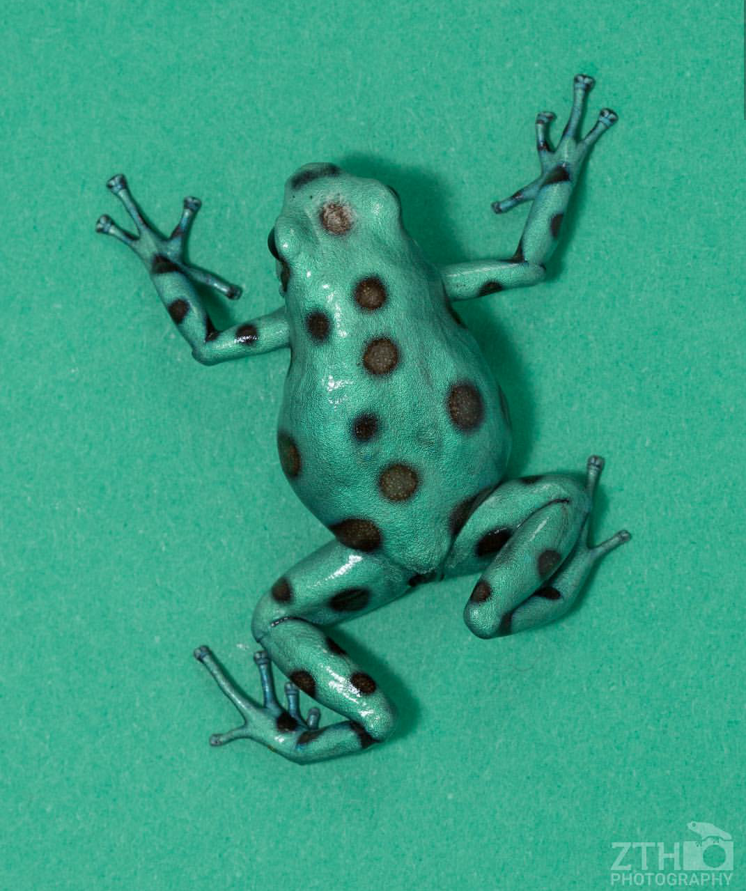 Zac Herr_ZTHPhotography_iammakingart19.png