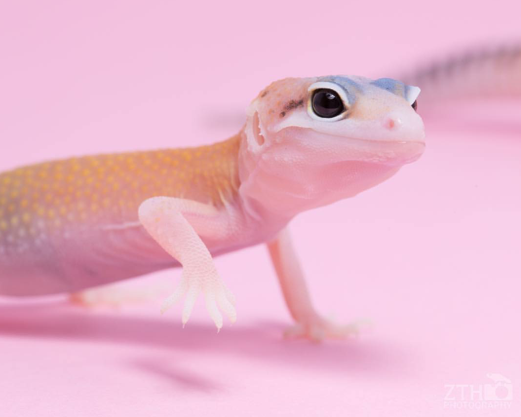 Zac Herr_ZTHPhotography_iammakingart22.png