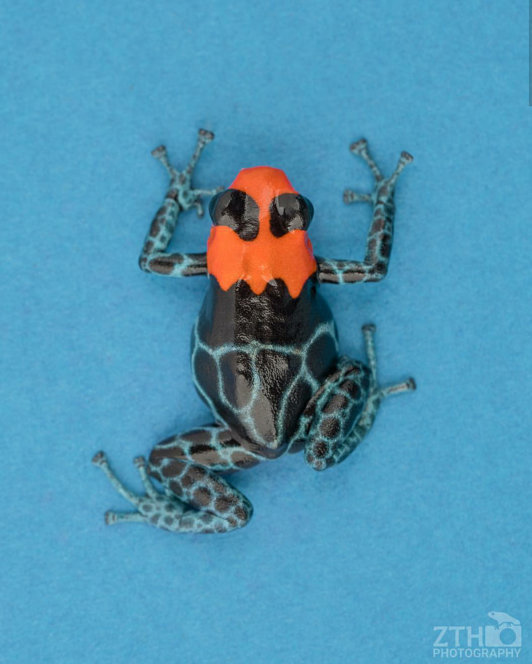 Zac Herr_ZTHPhotography_iammakingart21.png