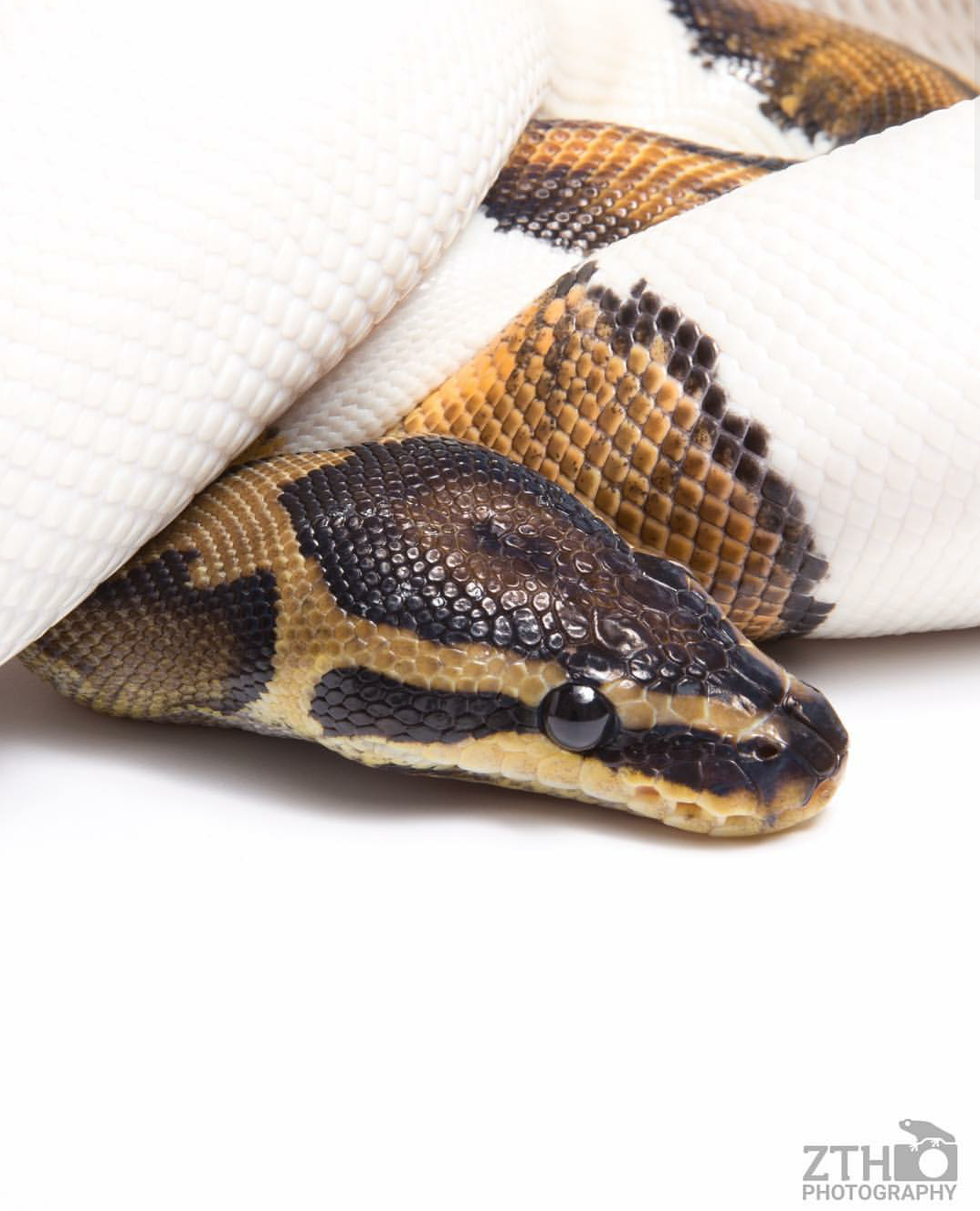 Zac Herr_ZTHPhotography_iammakingart23.png