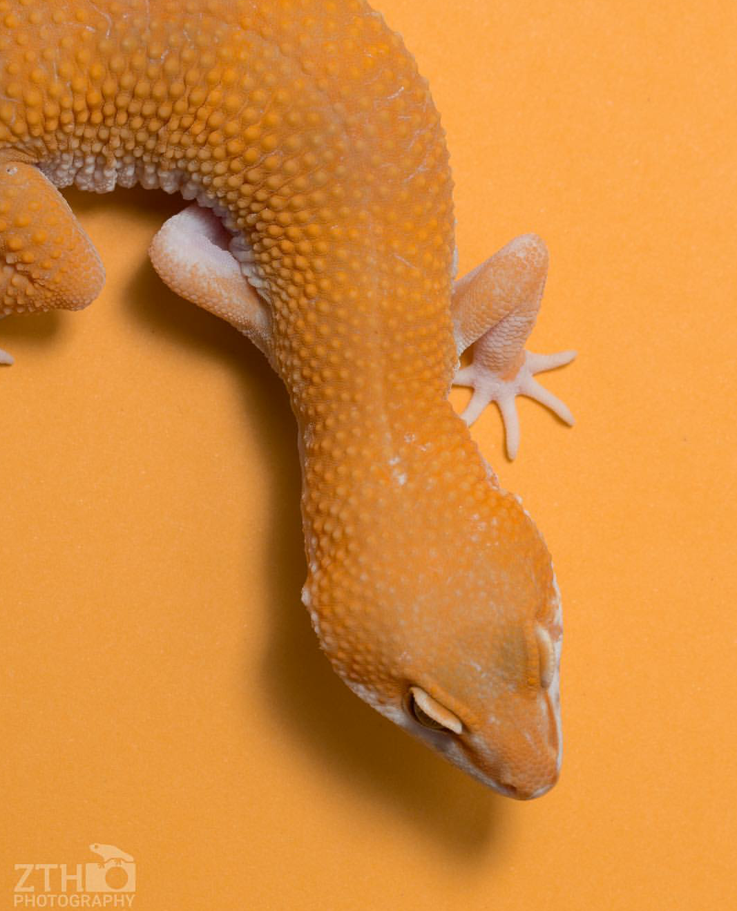 Zac Herr_ZTHPhotography_iammakingart24.png