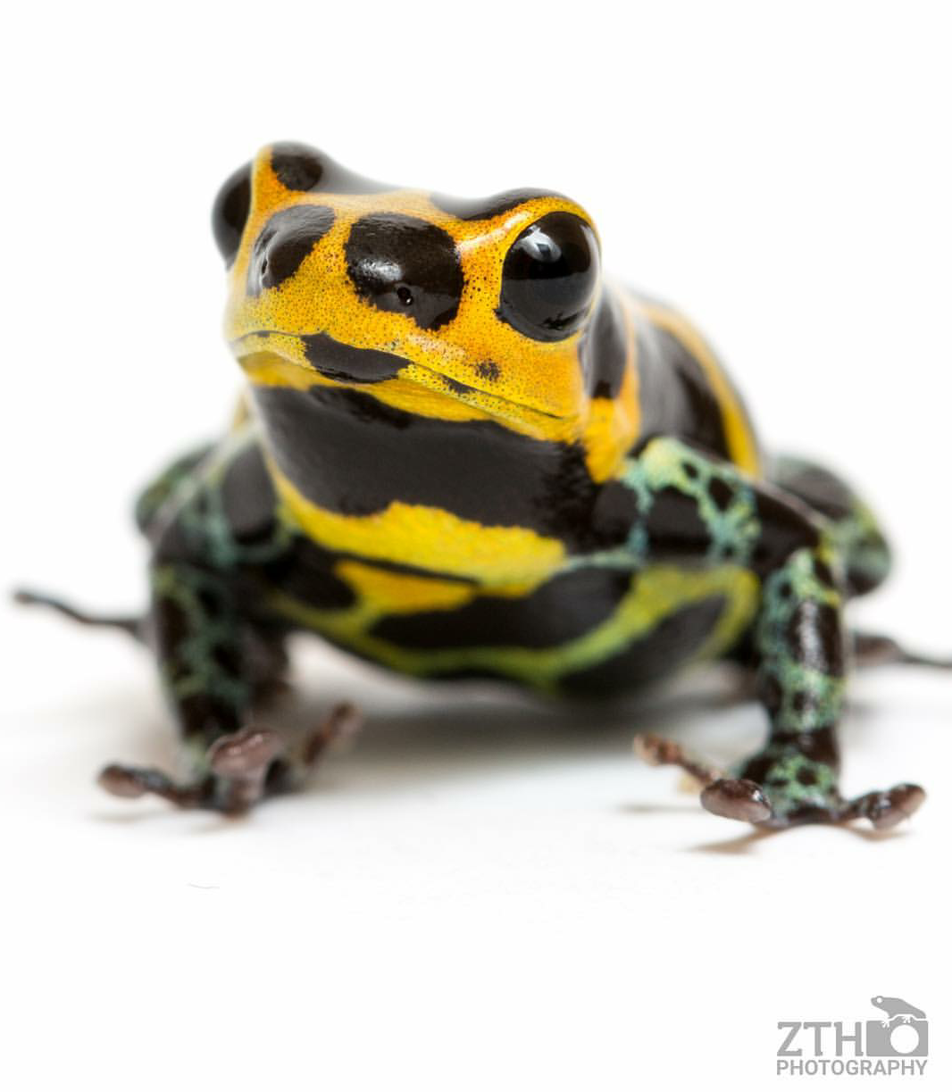 Zac Herr_ZTHPhotography_iammakingart25.png