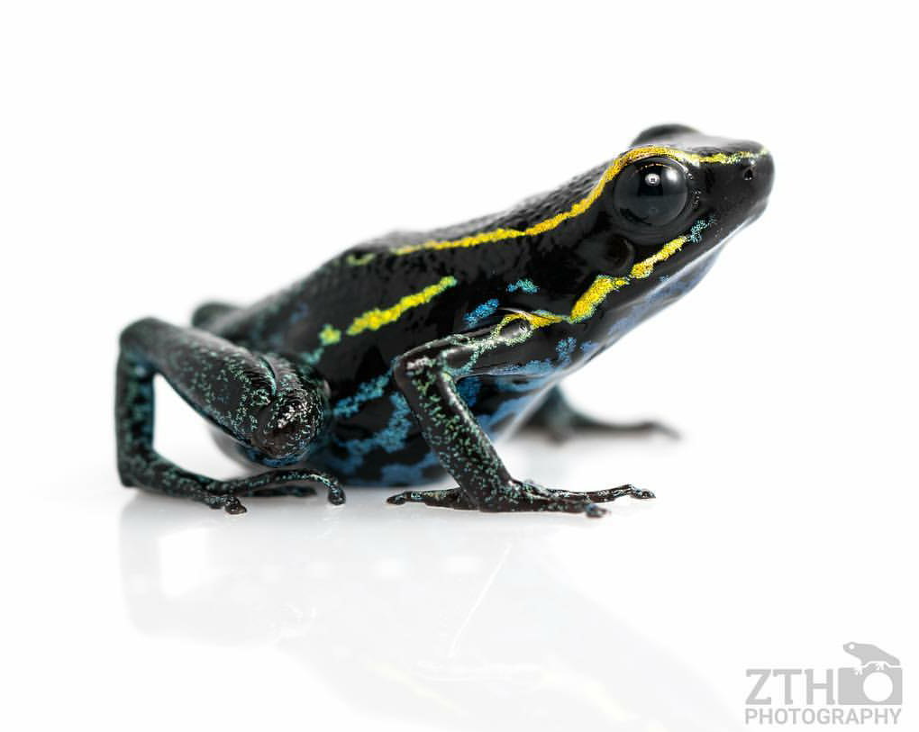 Zac Herr_ZTHPhotography_iammakingart26.png