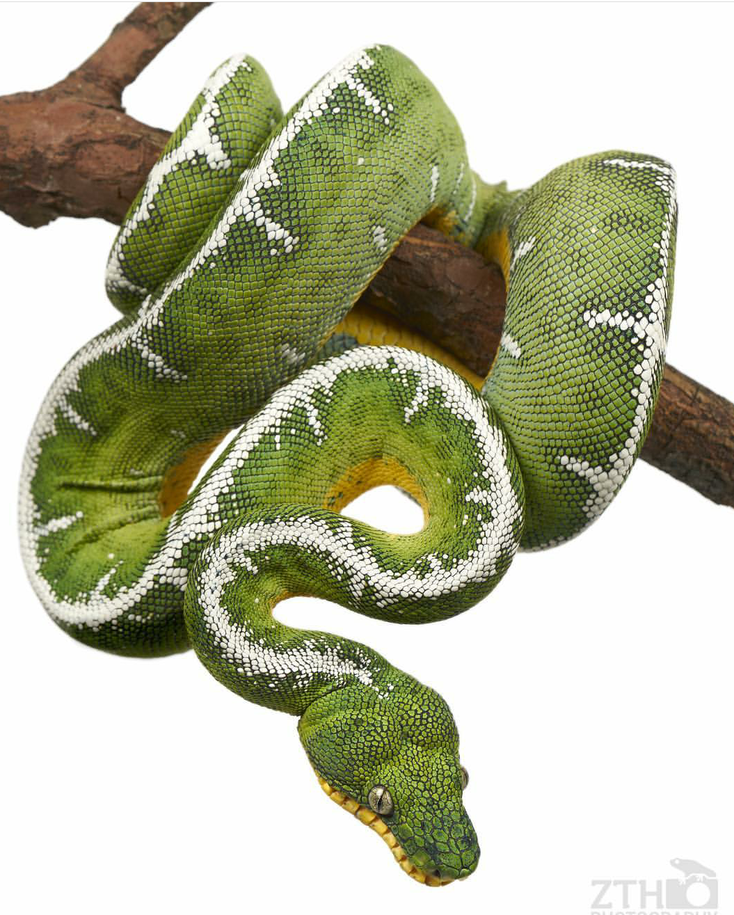 Zac Herr_ZTHPhotography_iammakingart32.png