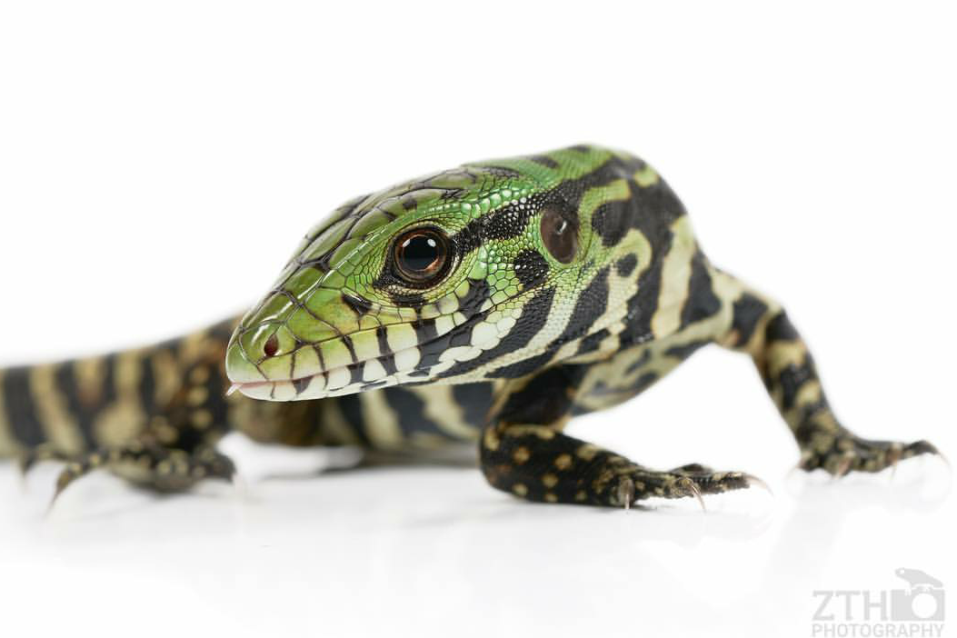 Zac Herr_ZTHPhotography_iammakingart35.png