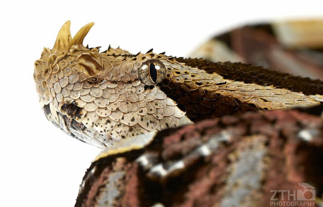 Zac Herr_ZTHPhotography_iammakingart36.png