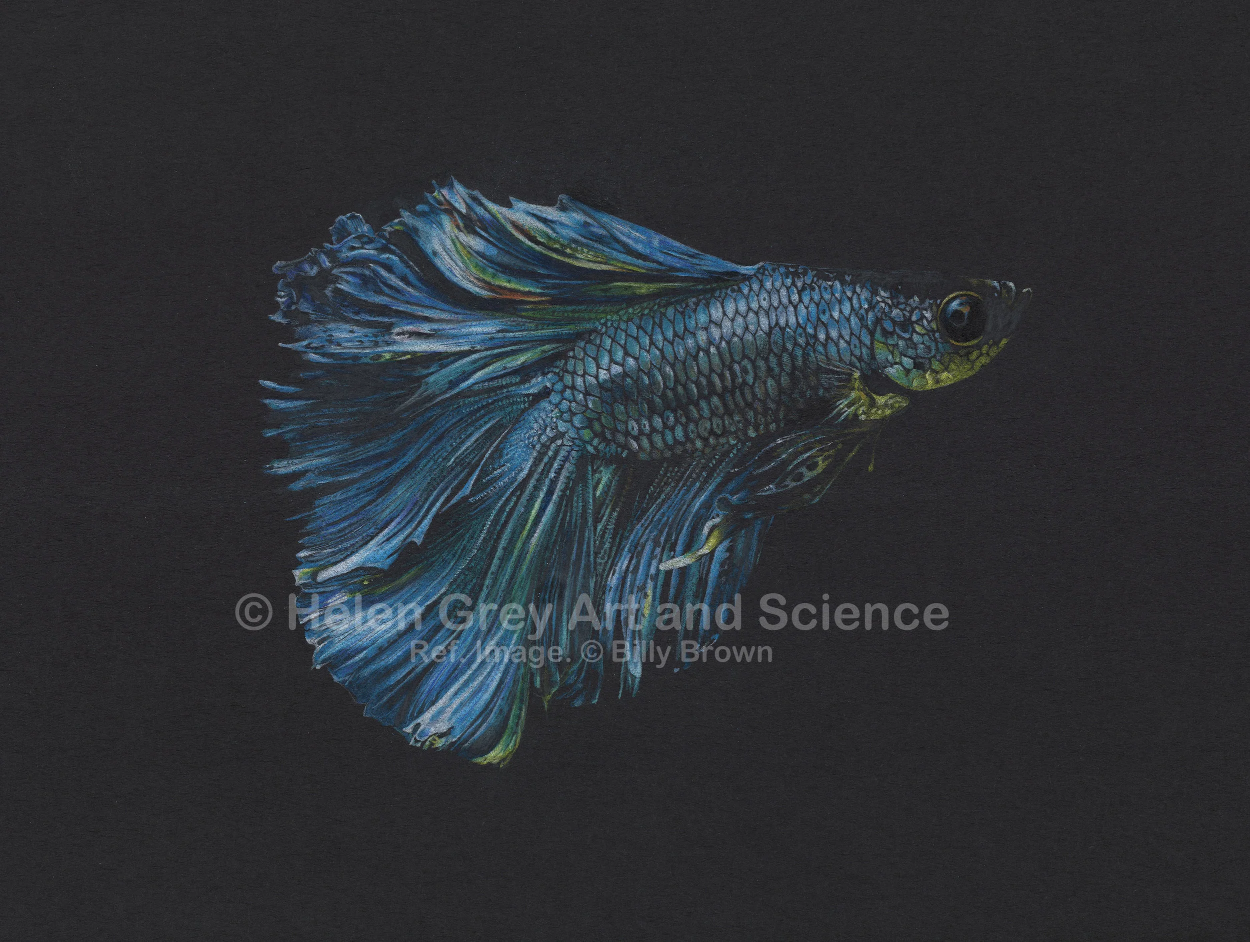 Helen Grey’s “Blue Betta”, 8”x11” coloured pencil on black card. Based on reference image by Billy Brown.