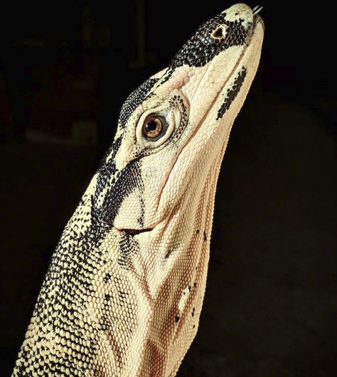 The original image of Mötley that Helen used to reference her “Mötley the Monitor” drawing.