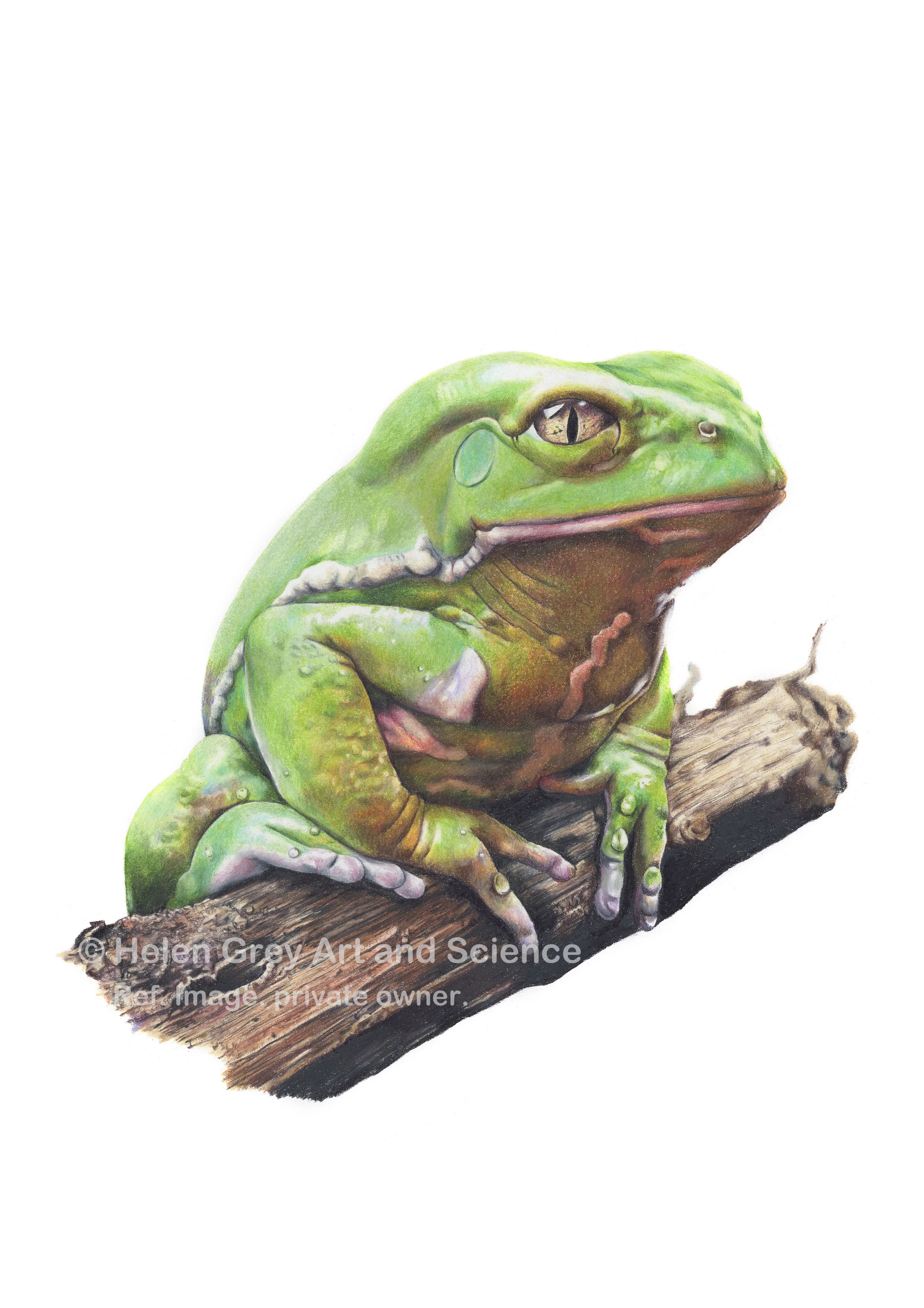 Julio the Frog_copyright.jpg