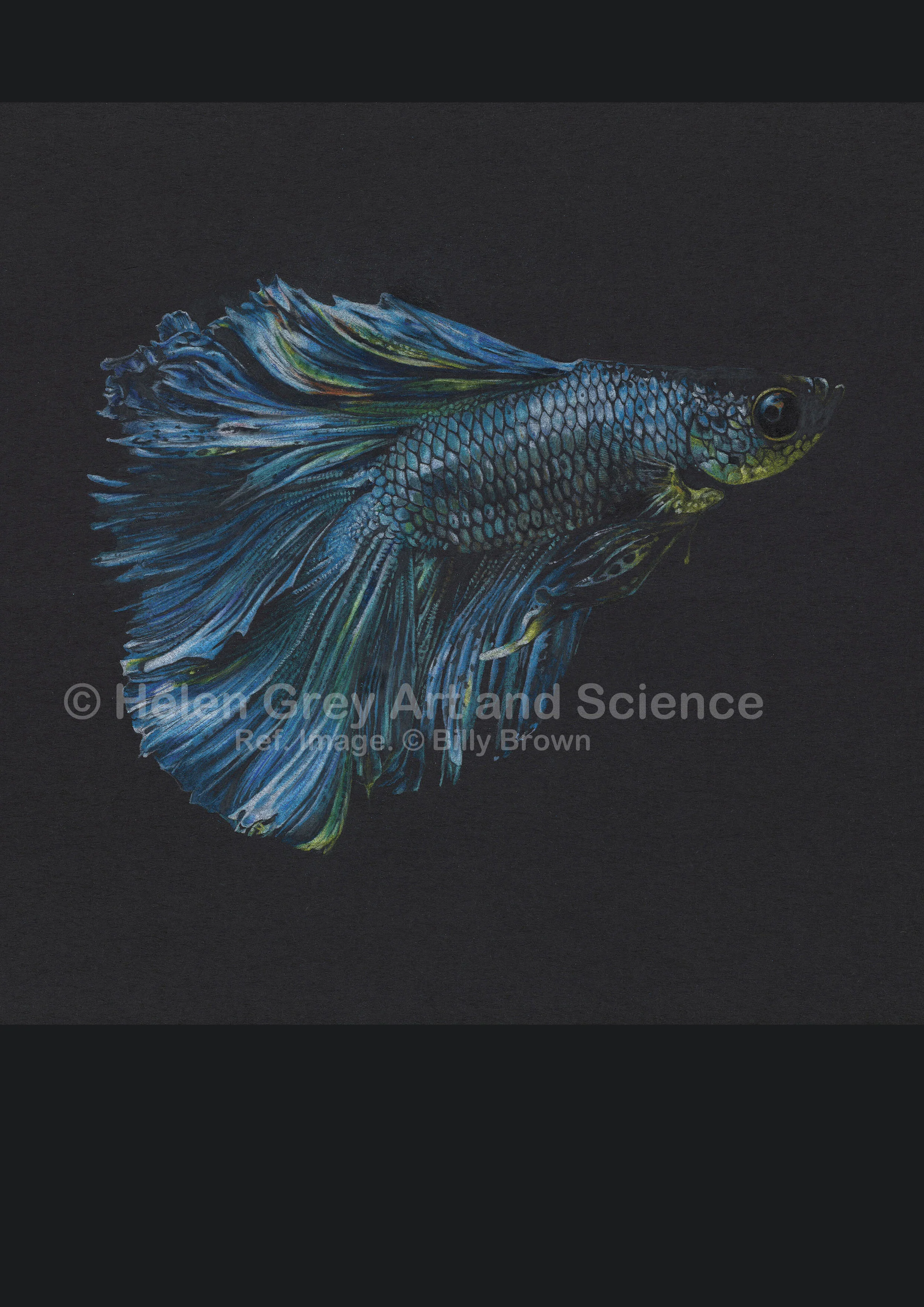 Blue betta for website.jpg