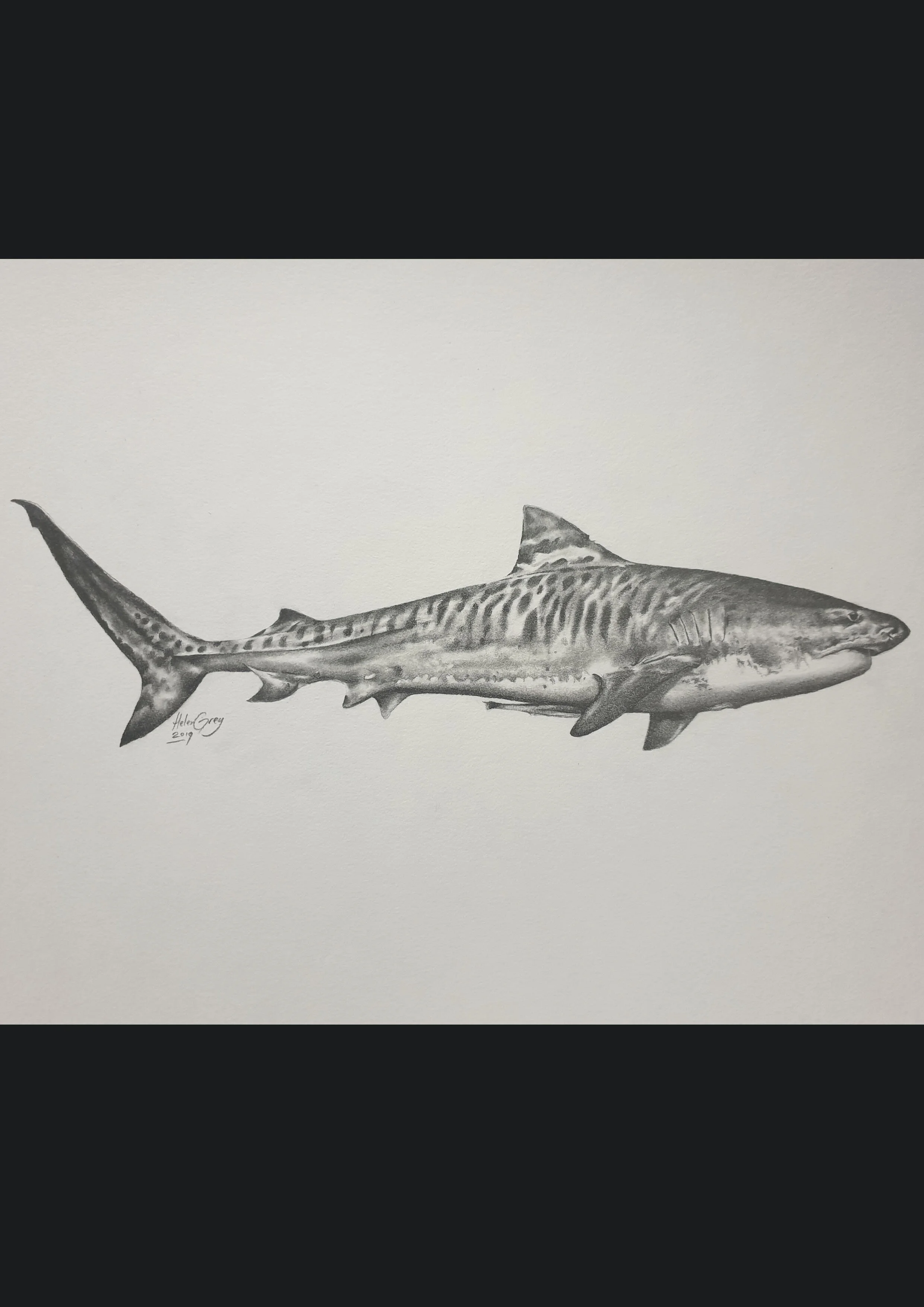 Tiger shark copy.jpg