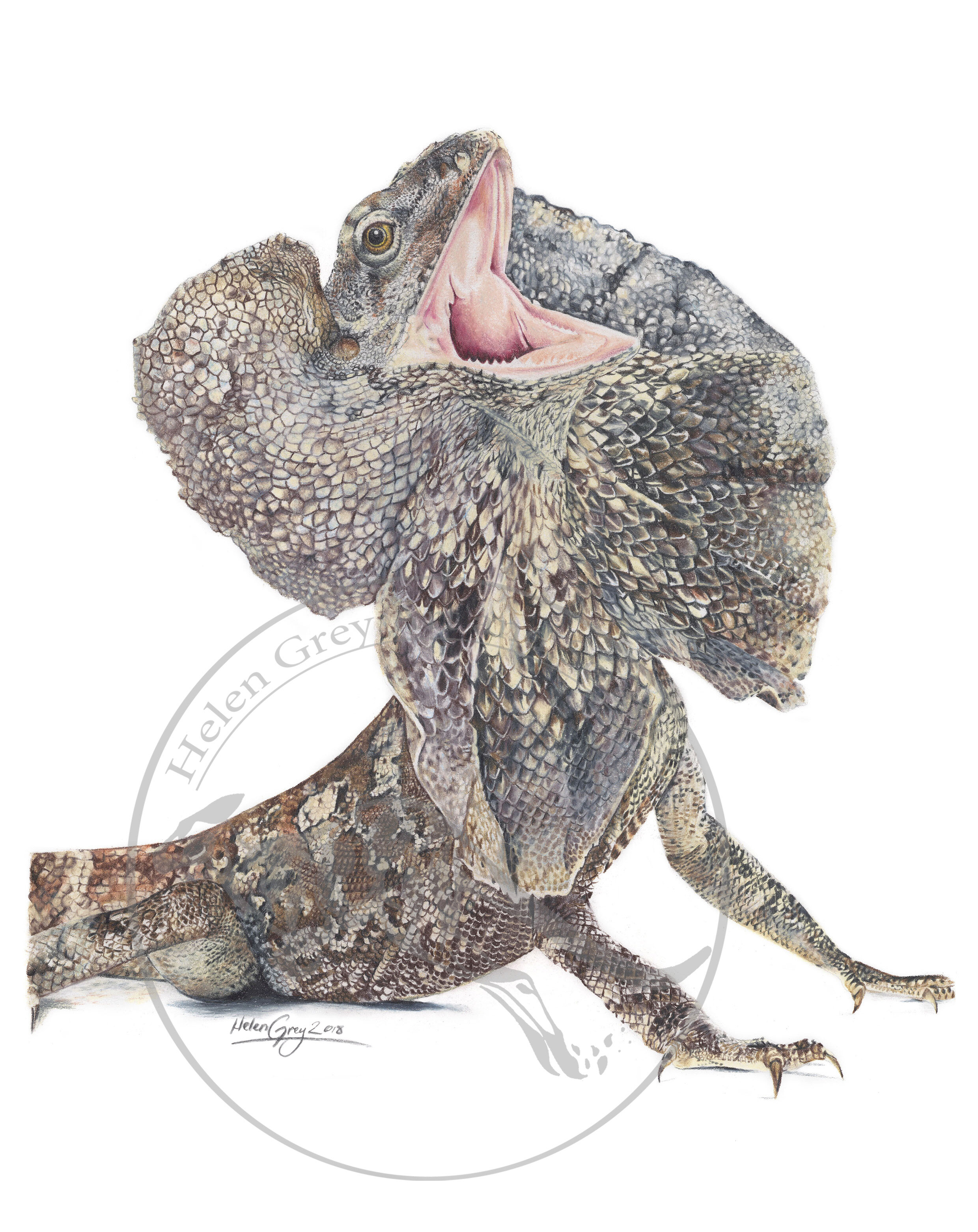 "Scout the frillneck," Limited Edition Print