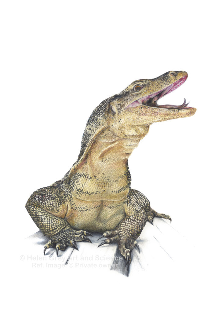 "Mighty Zander," Limited Edition print