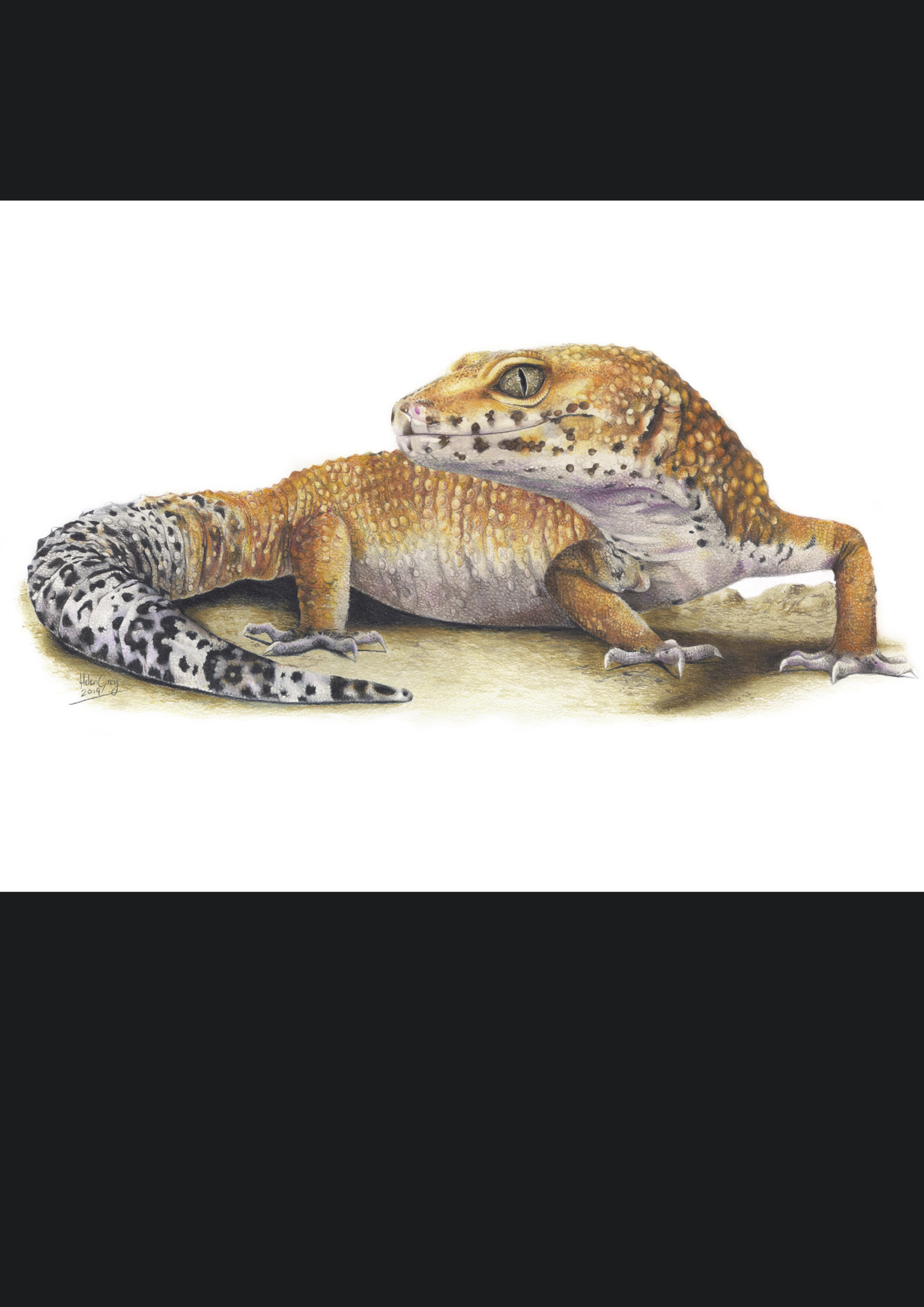 "Hobbes the gecko., Limited Edition print