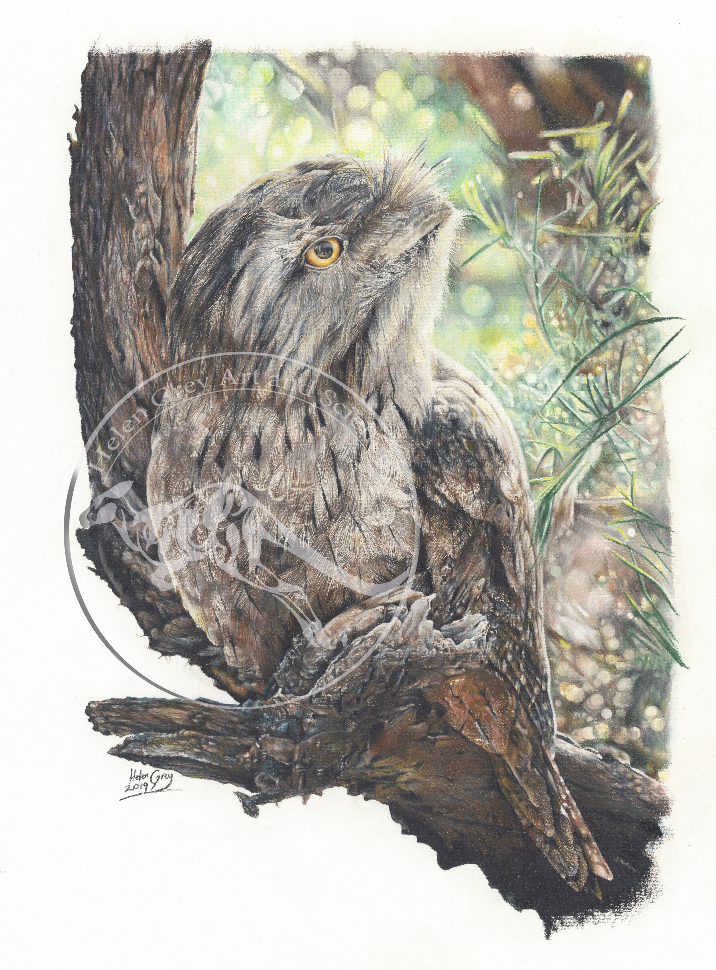 "Tawny frogmouth," Limited Edition prints