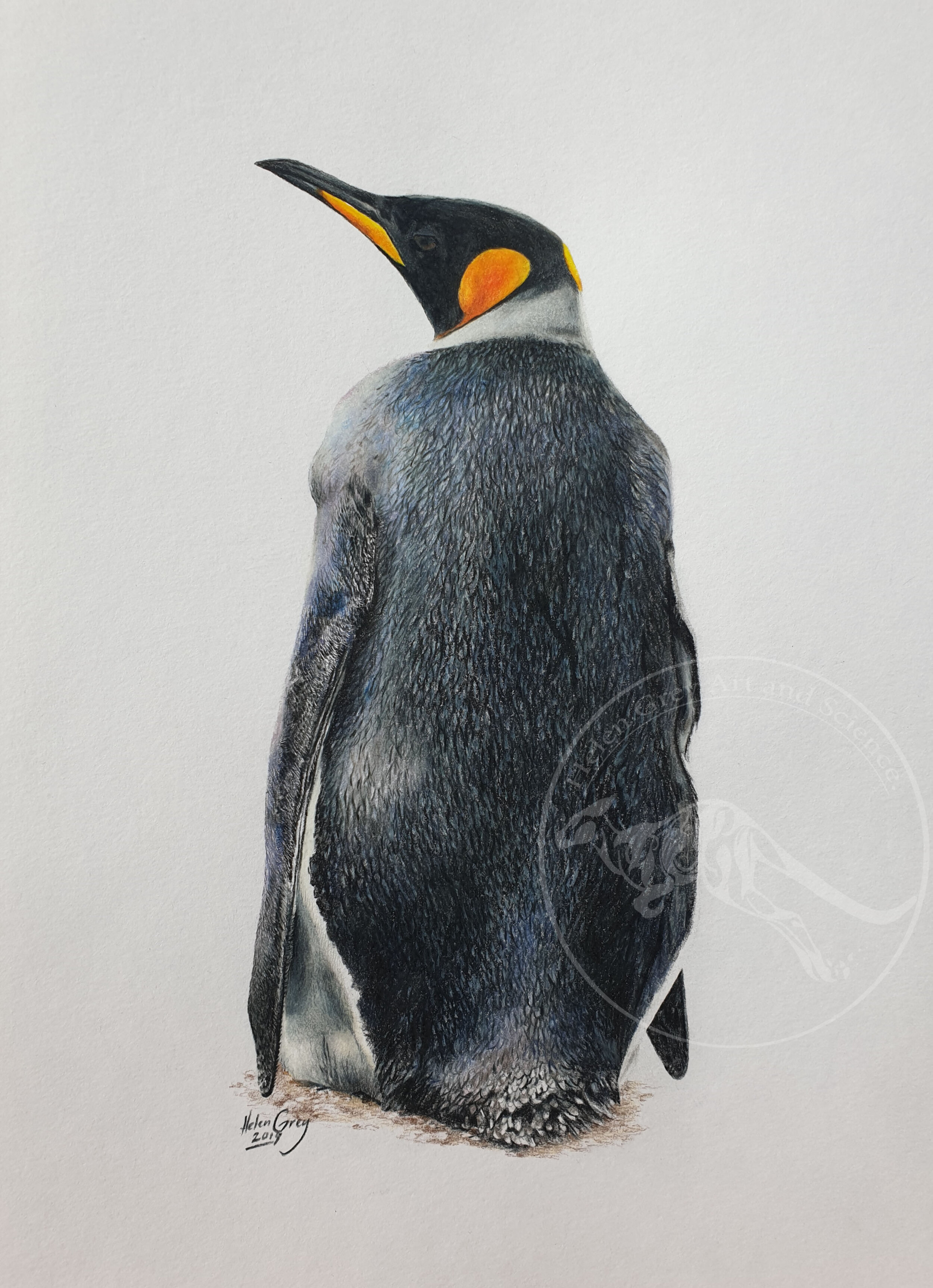 "Penguin Peek," Limited Edition prints